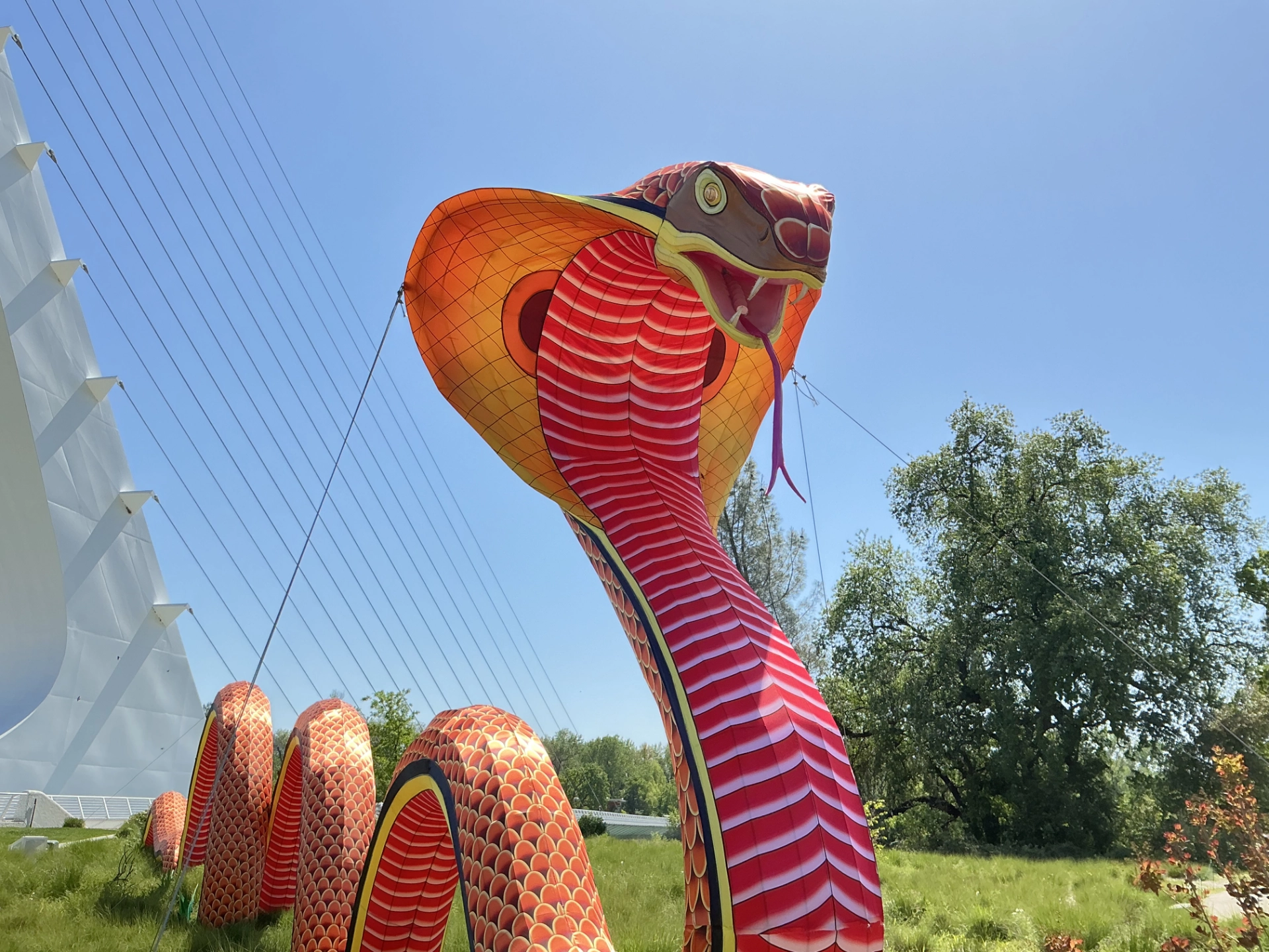colorful satin serpent head