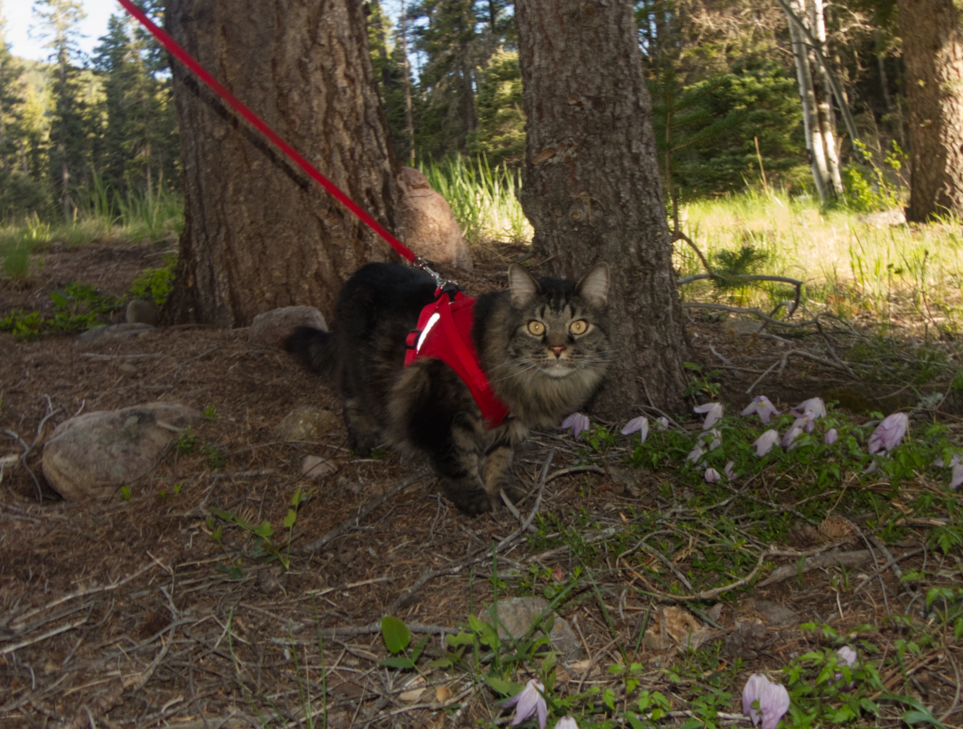 Elio on a leash closeup