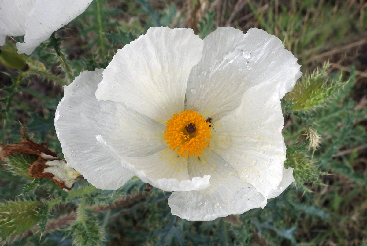 Prickly Poppy