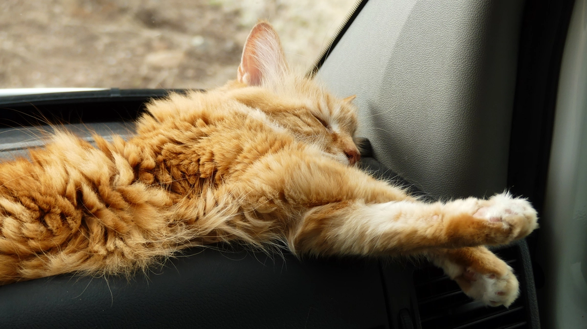 Madeleine snoozing on the dashboard