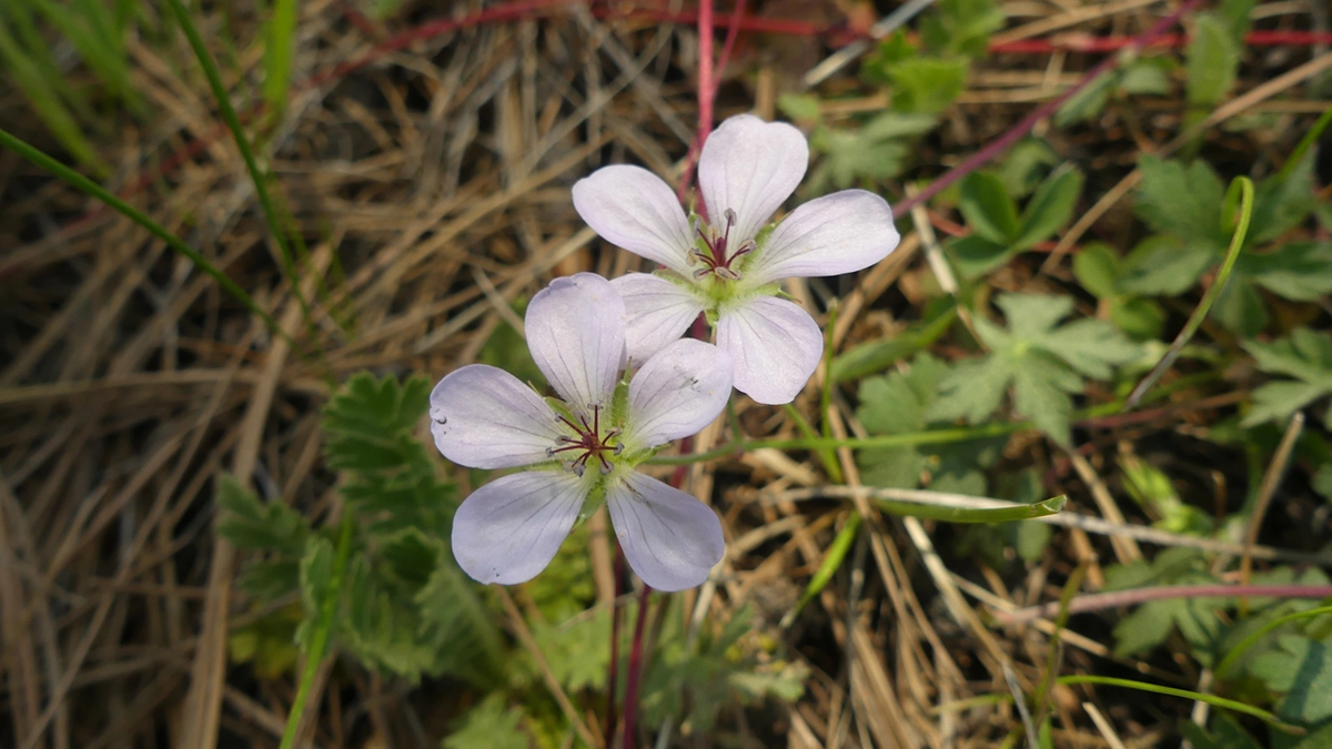 Richardson's Geranium