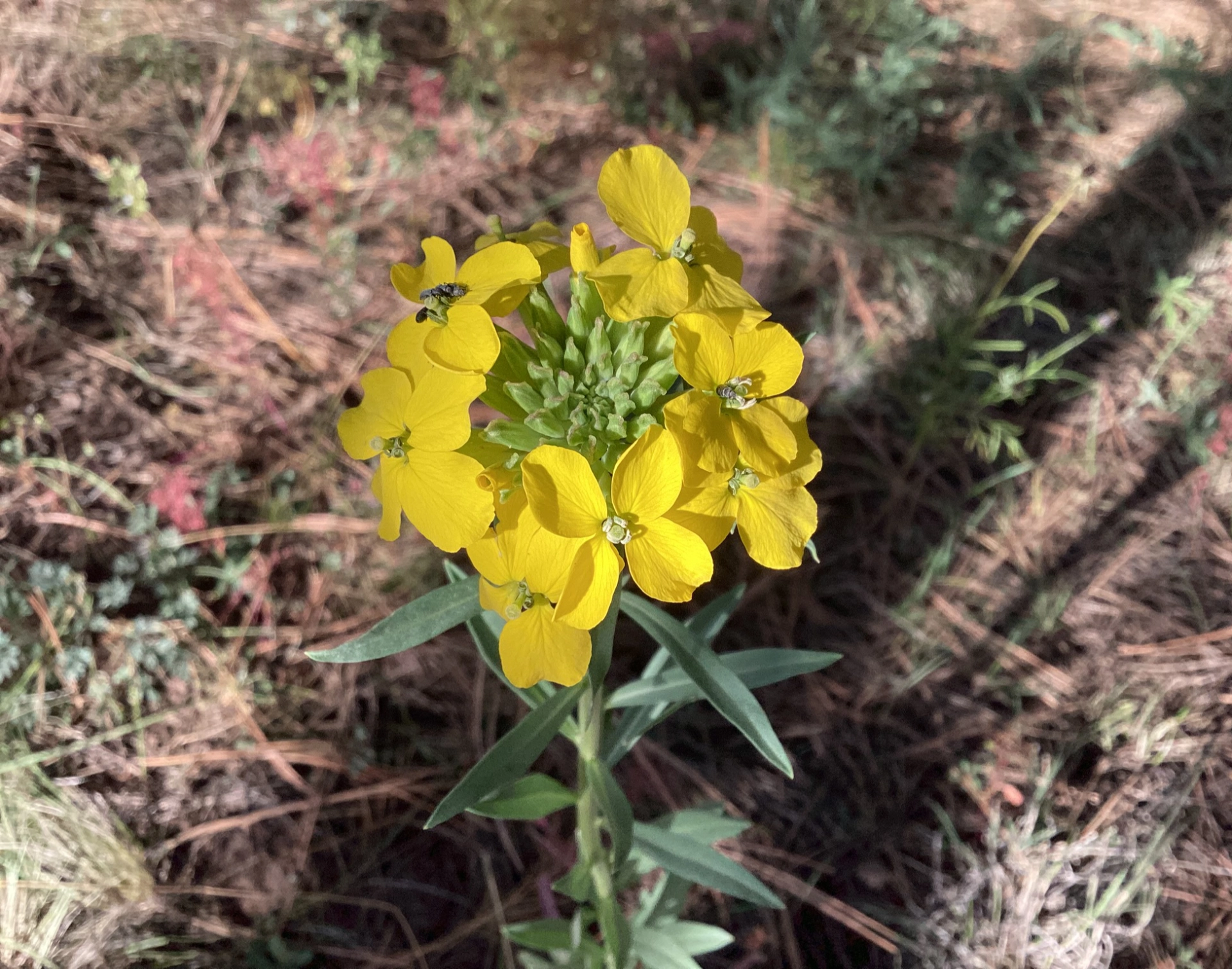 Western wallflower