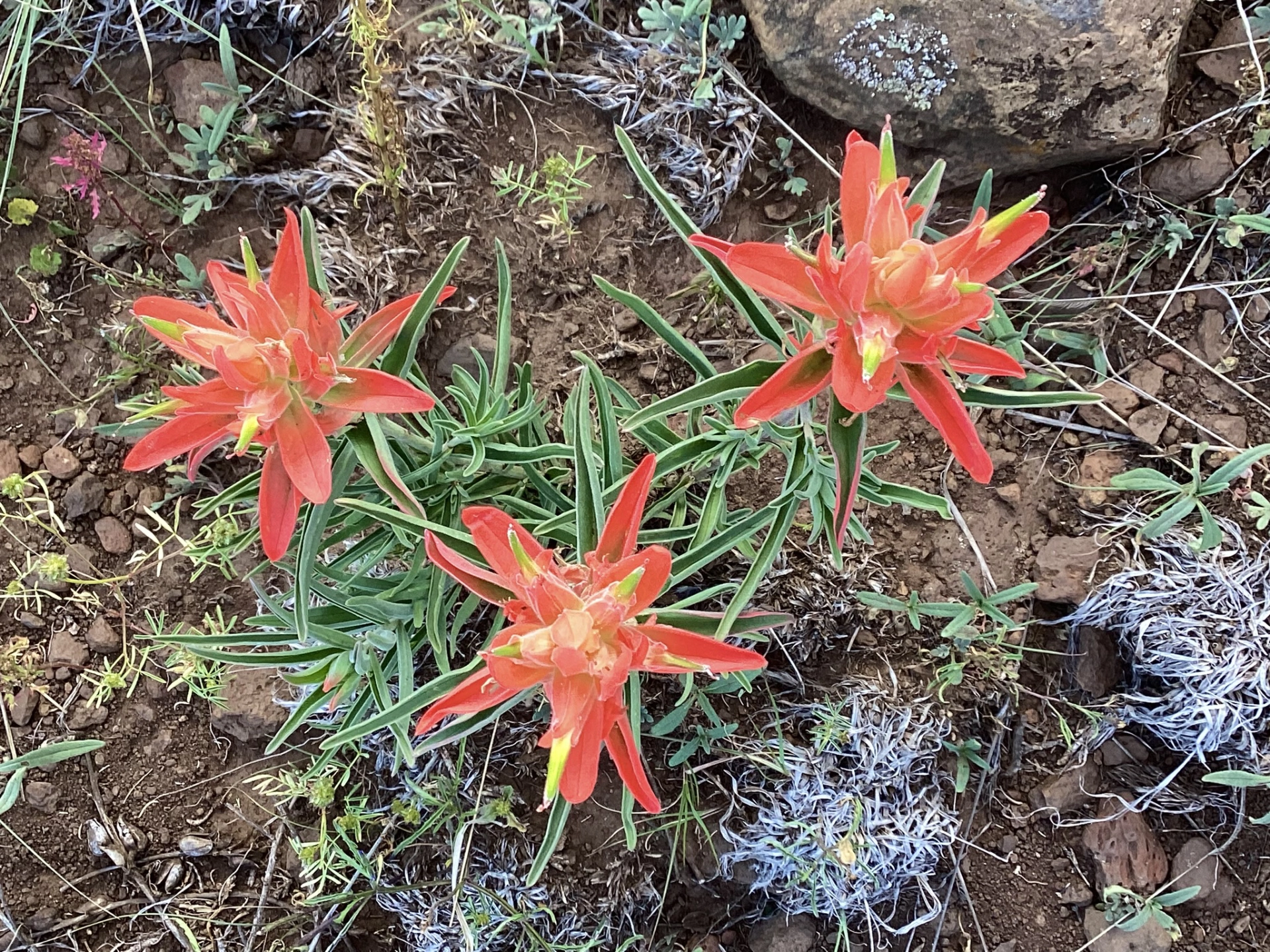 Indian paintbrush