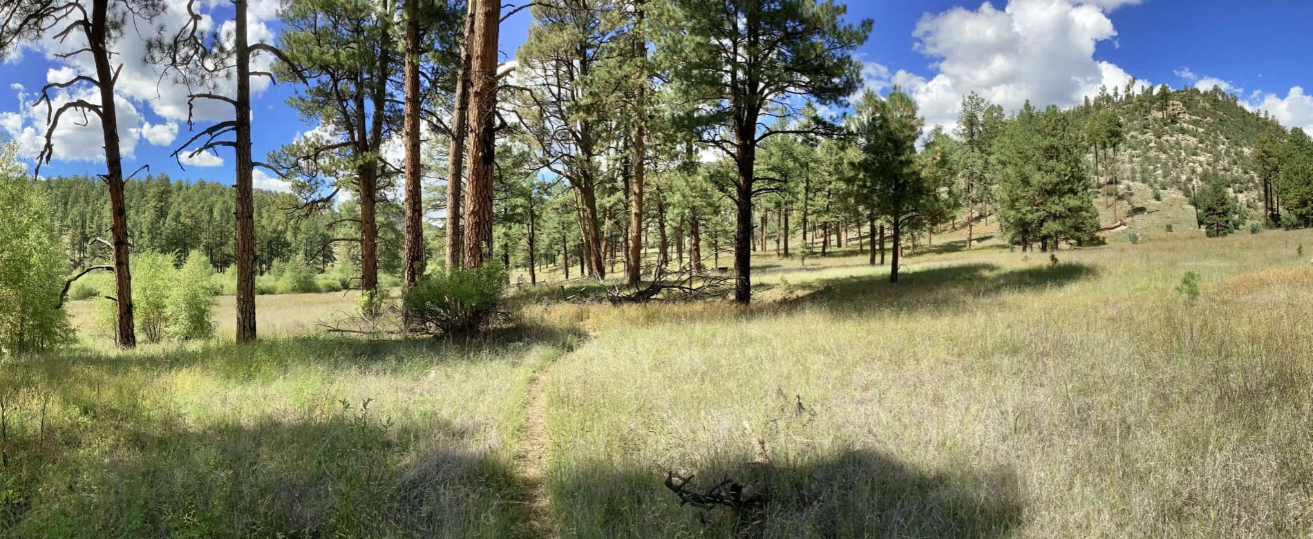 meadow along the Middle Fork