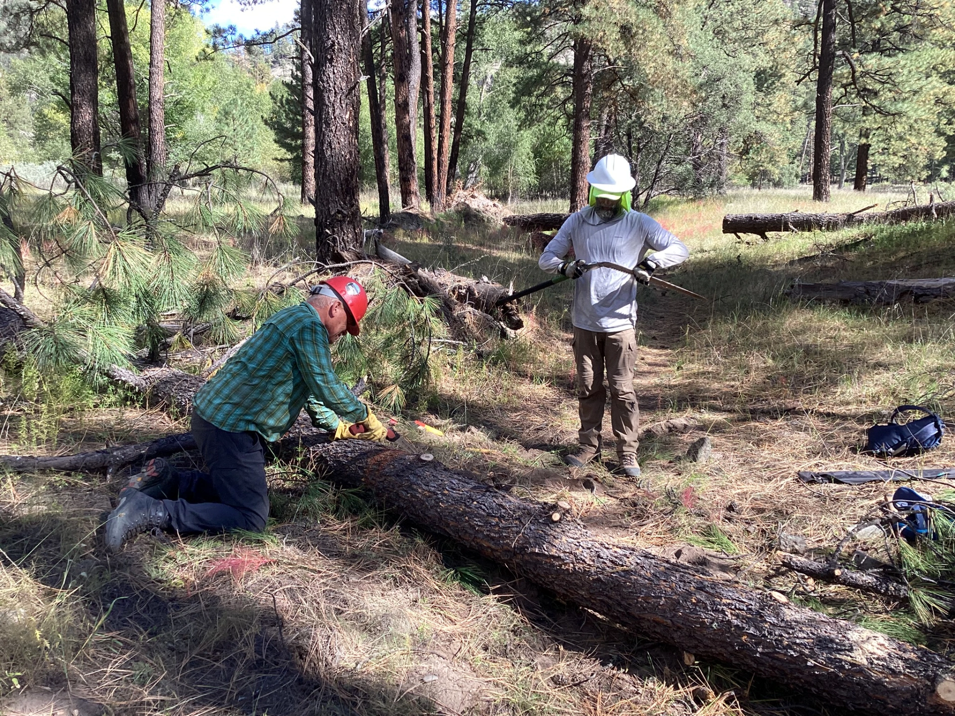 removing a downed log