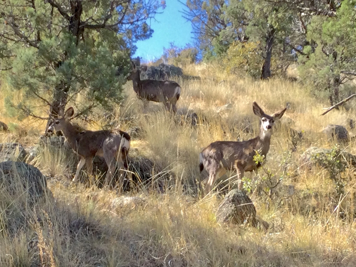 Mule Deer
