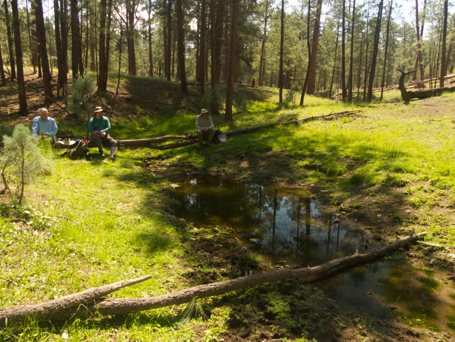small very green pond deep in the forest