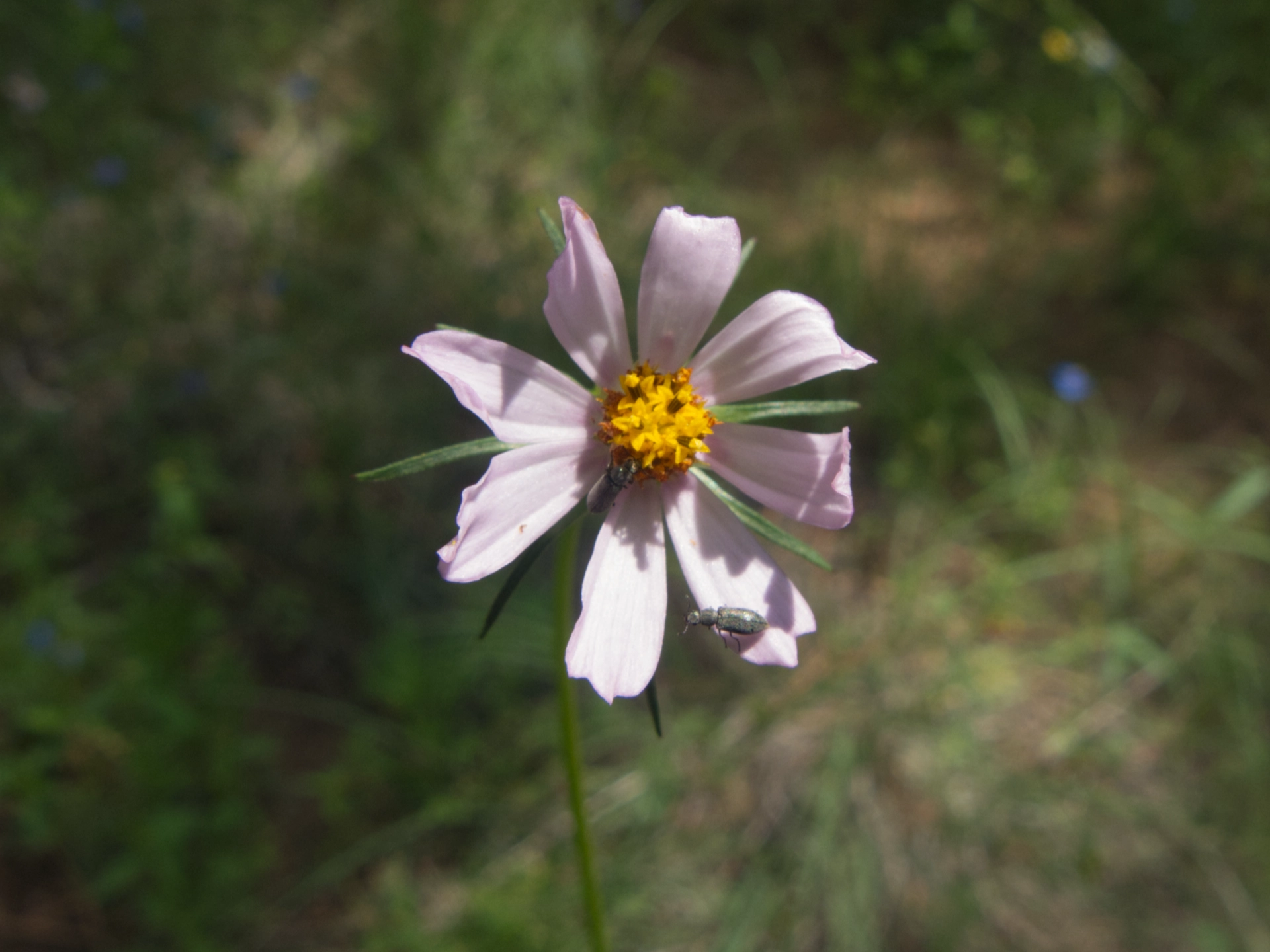 Southwestern Cosmos