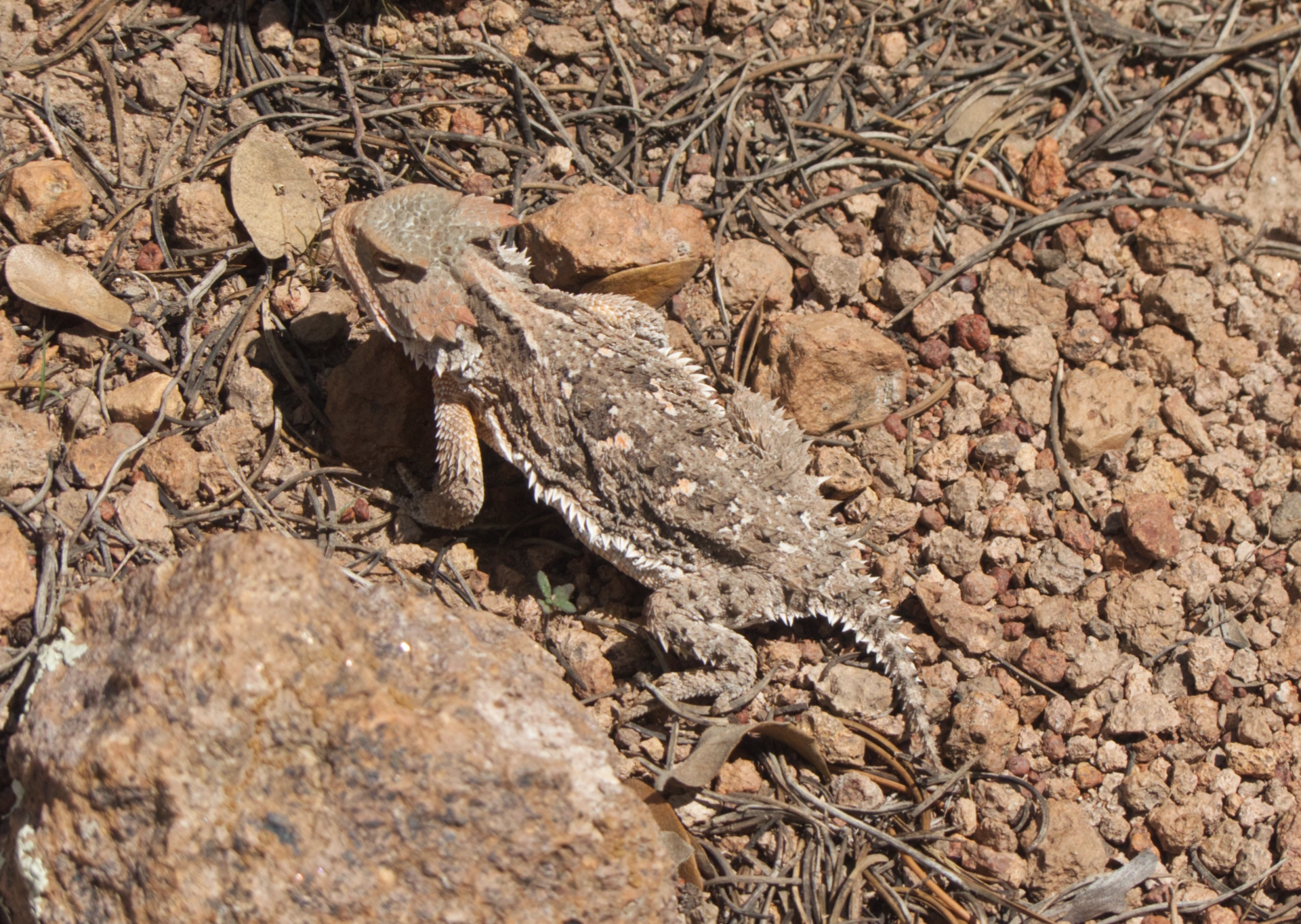 horned lizard poses for a photo
