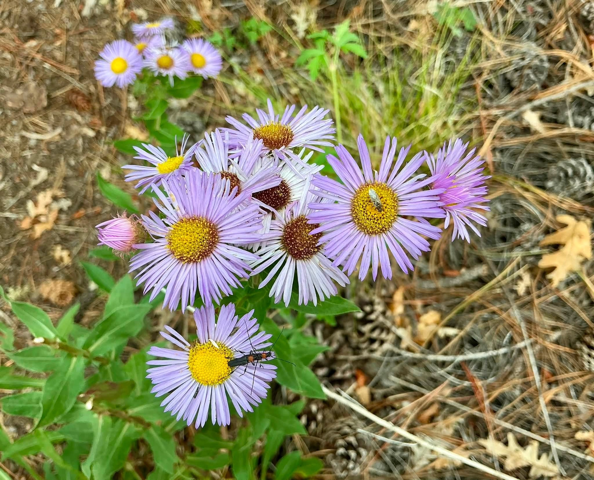 Purple aster