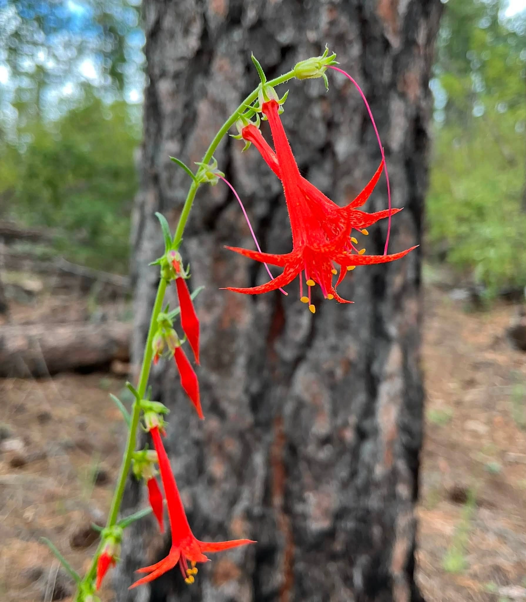 Scarlet gilia