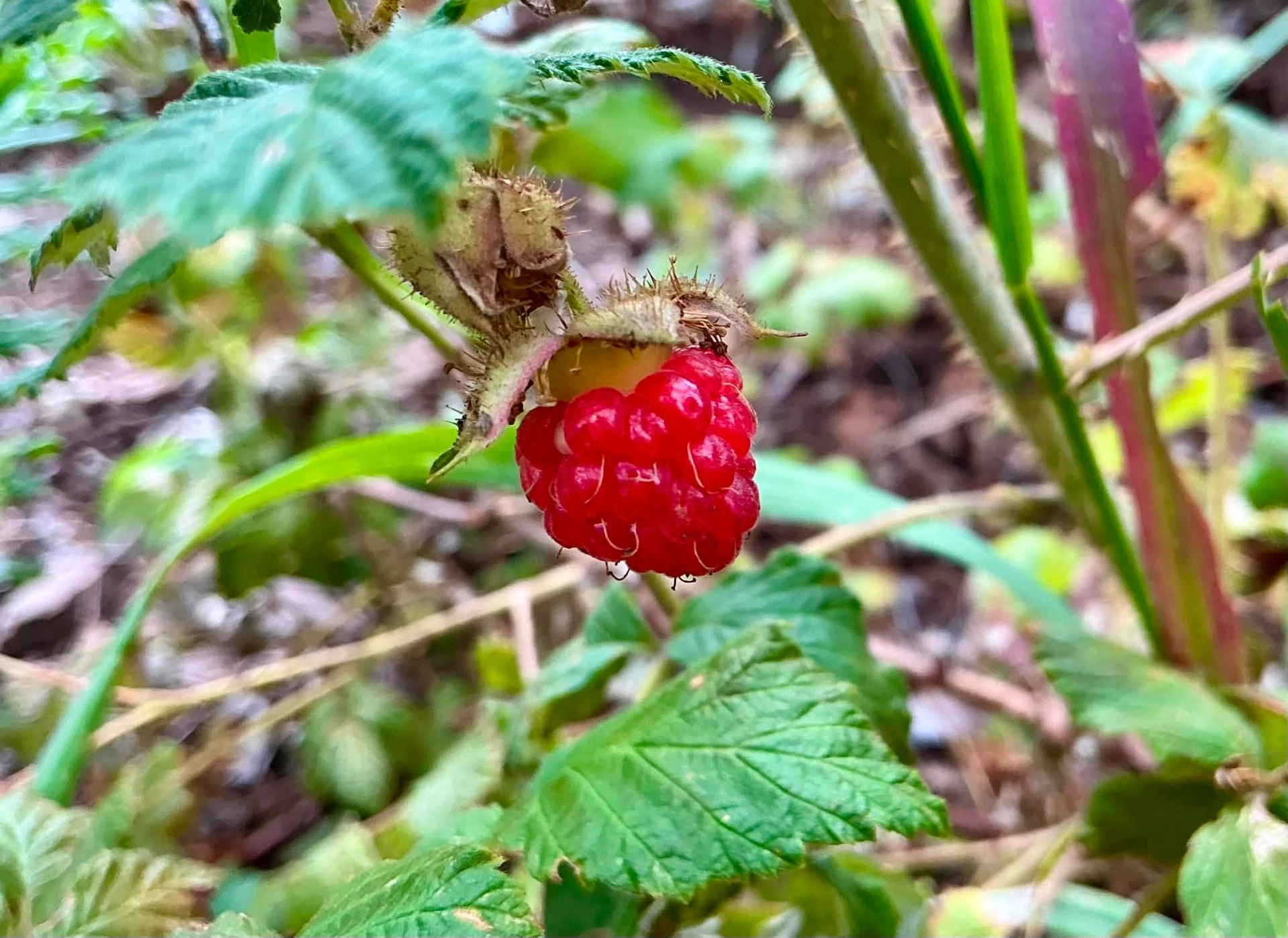 New Mexico raspberry