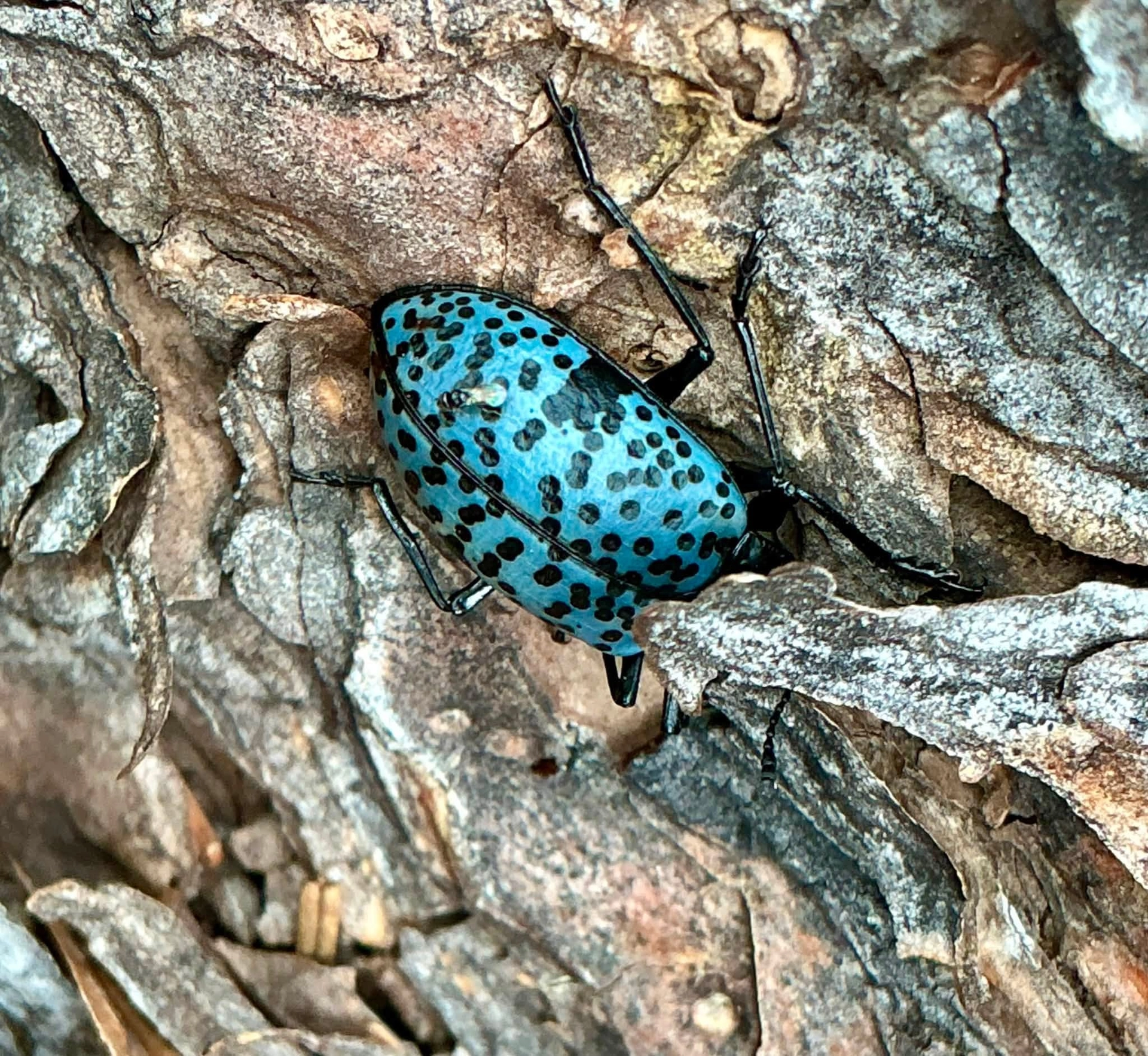 Pleasing fungus beetle