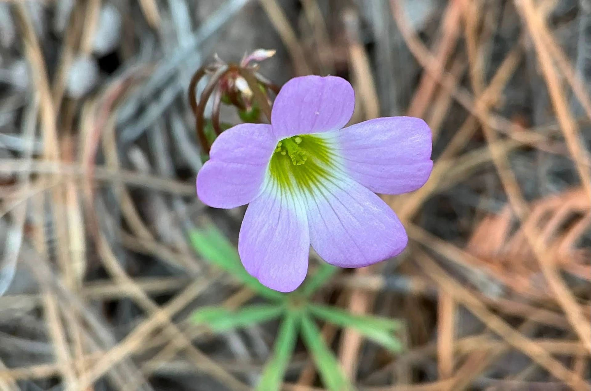 Metcalfe's woodsorrel