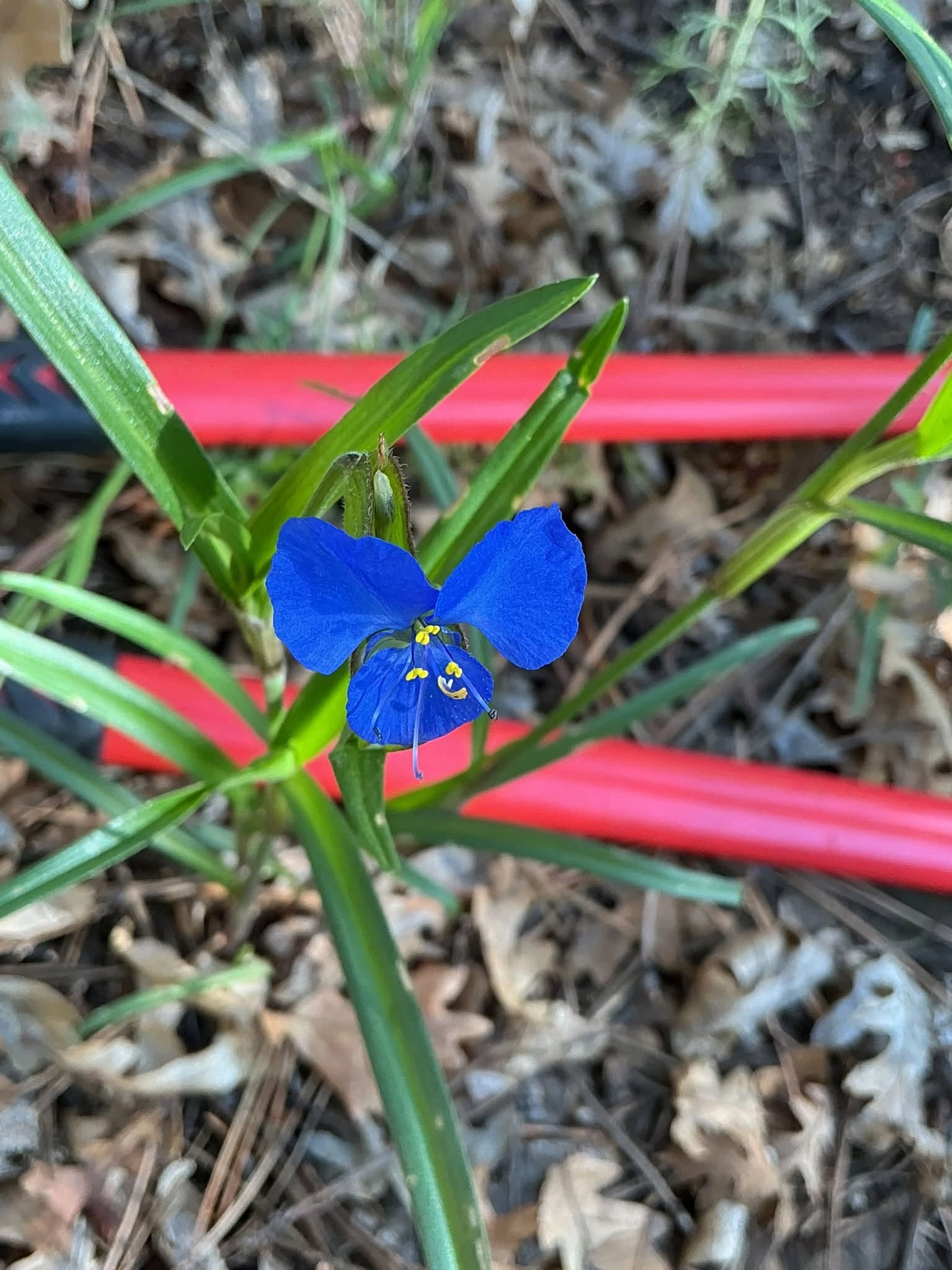 Birdbill dayflower