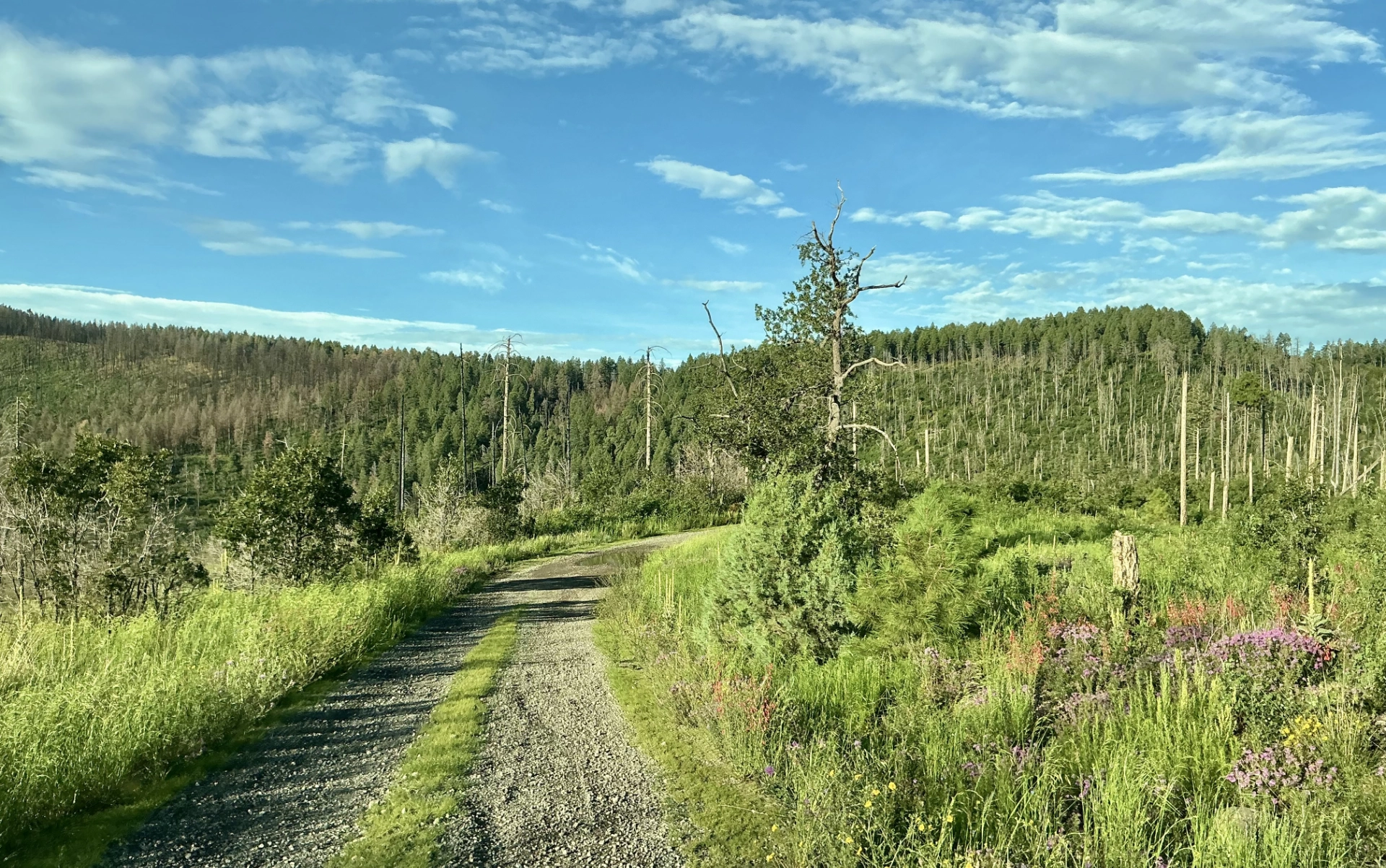 the road to Signal Peak with lots of wildflowers