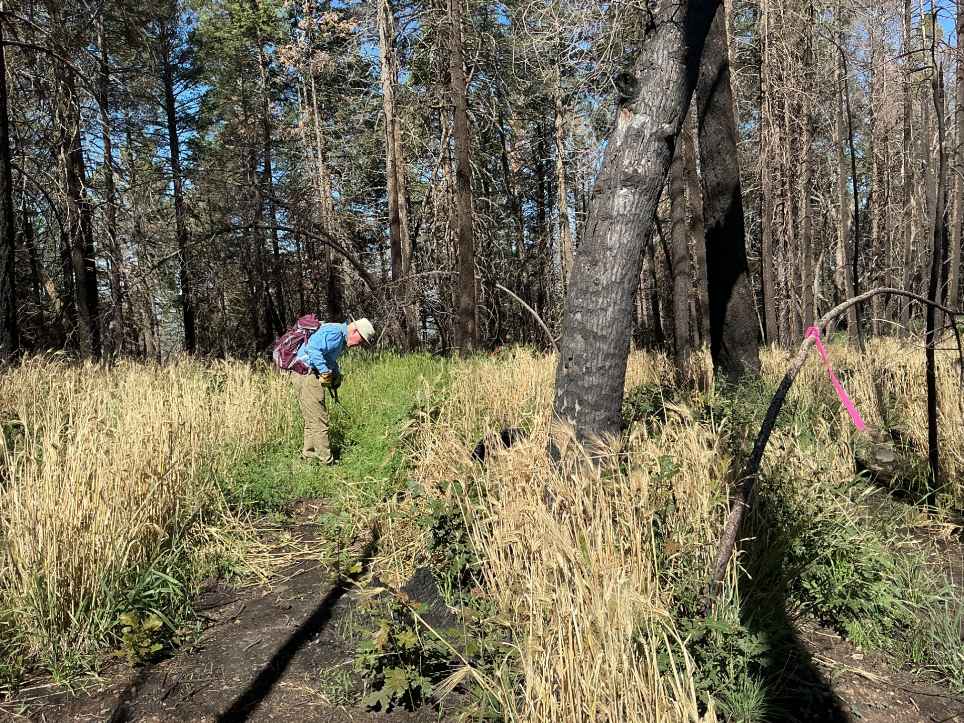 flagging the trail from Signal Peak to Black Peak