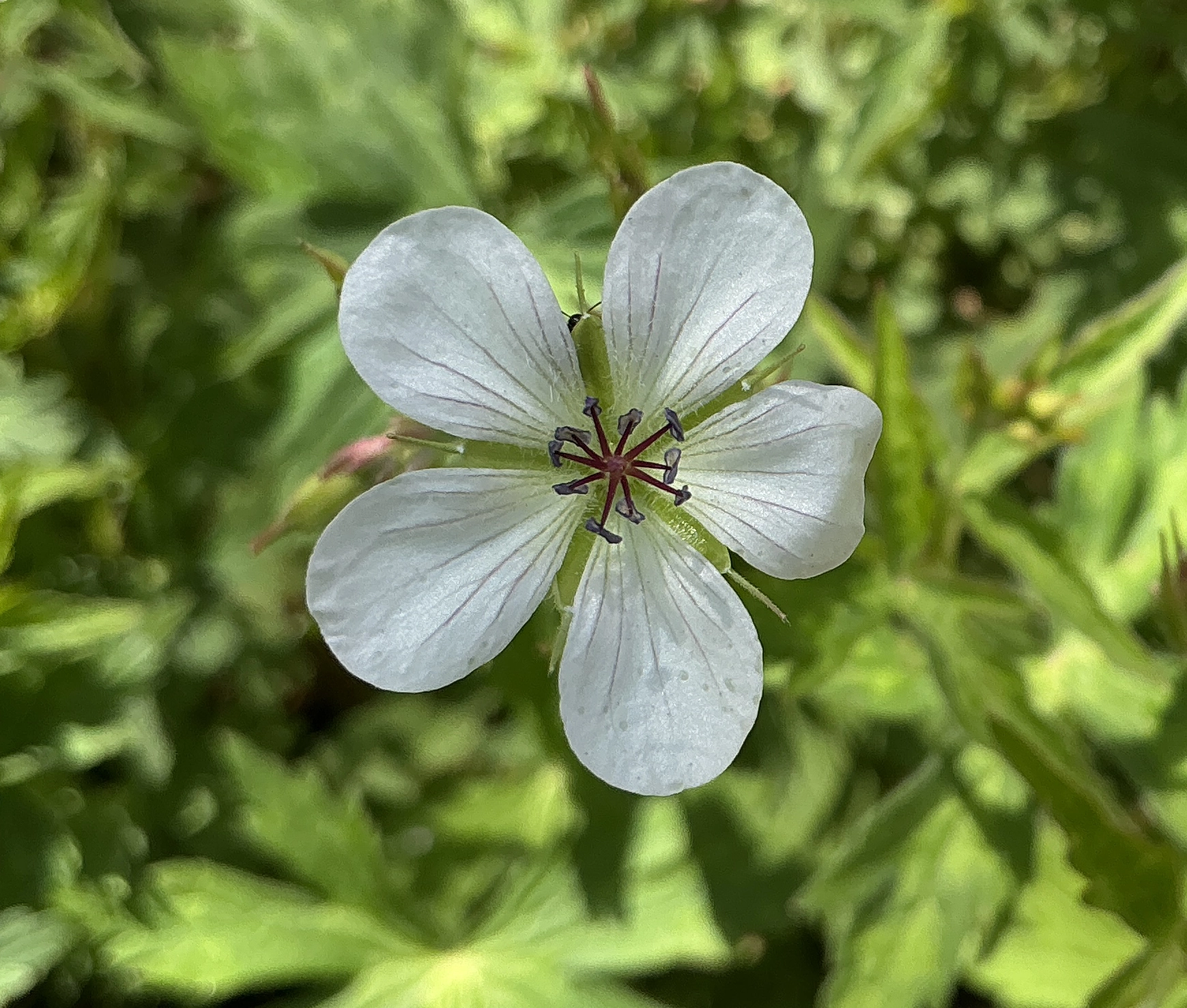 >Richardson's geranium