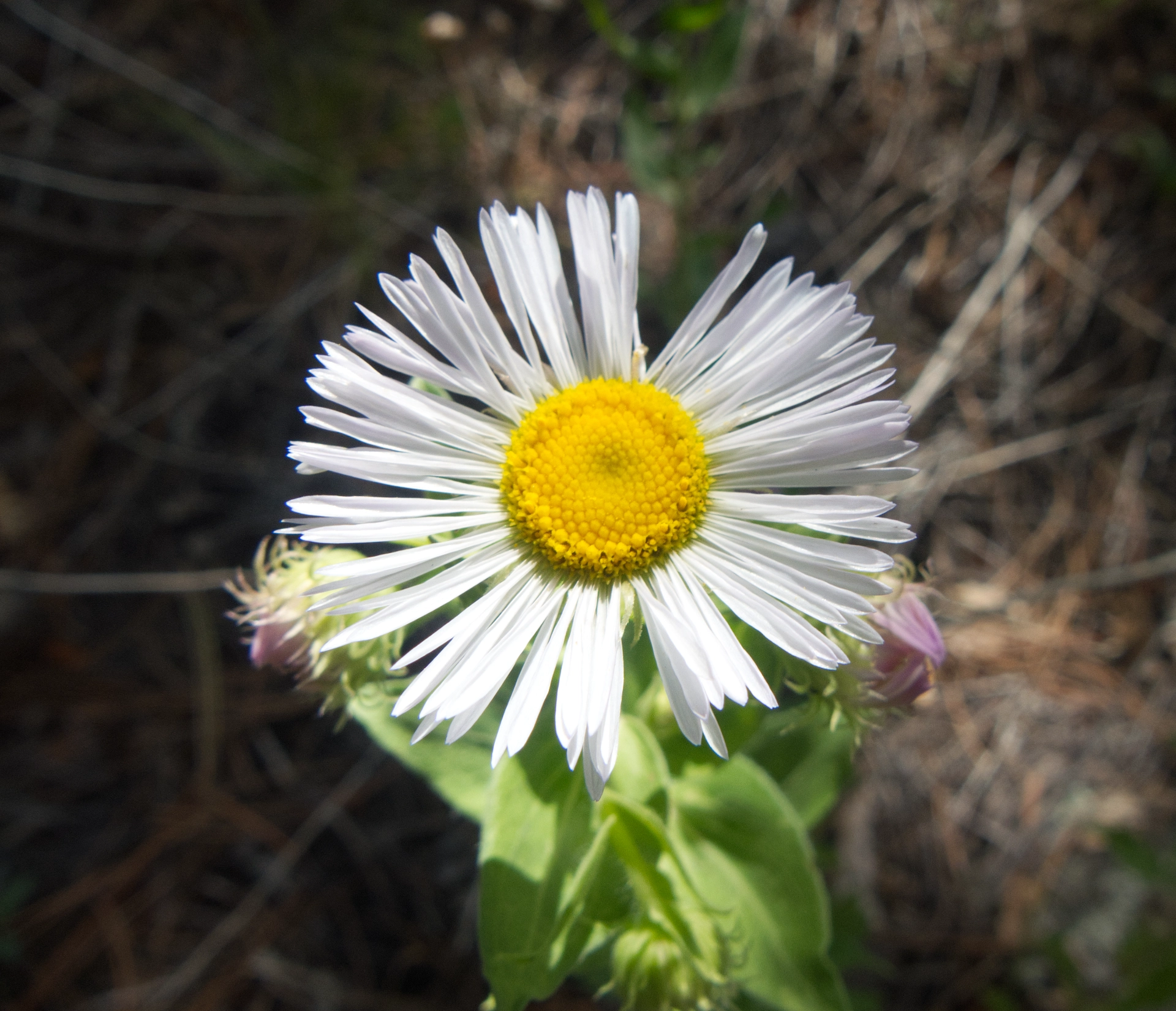 fleabane