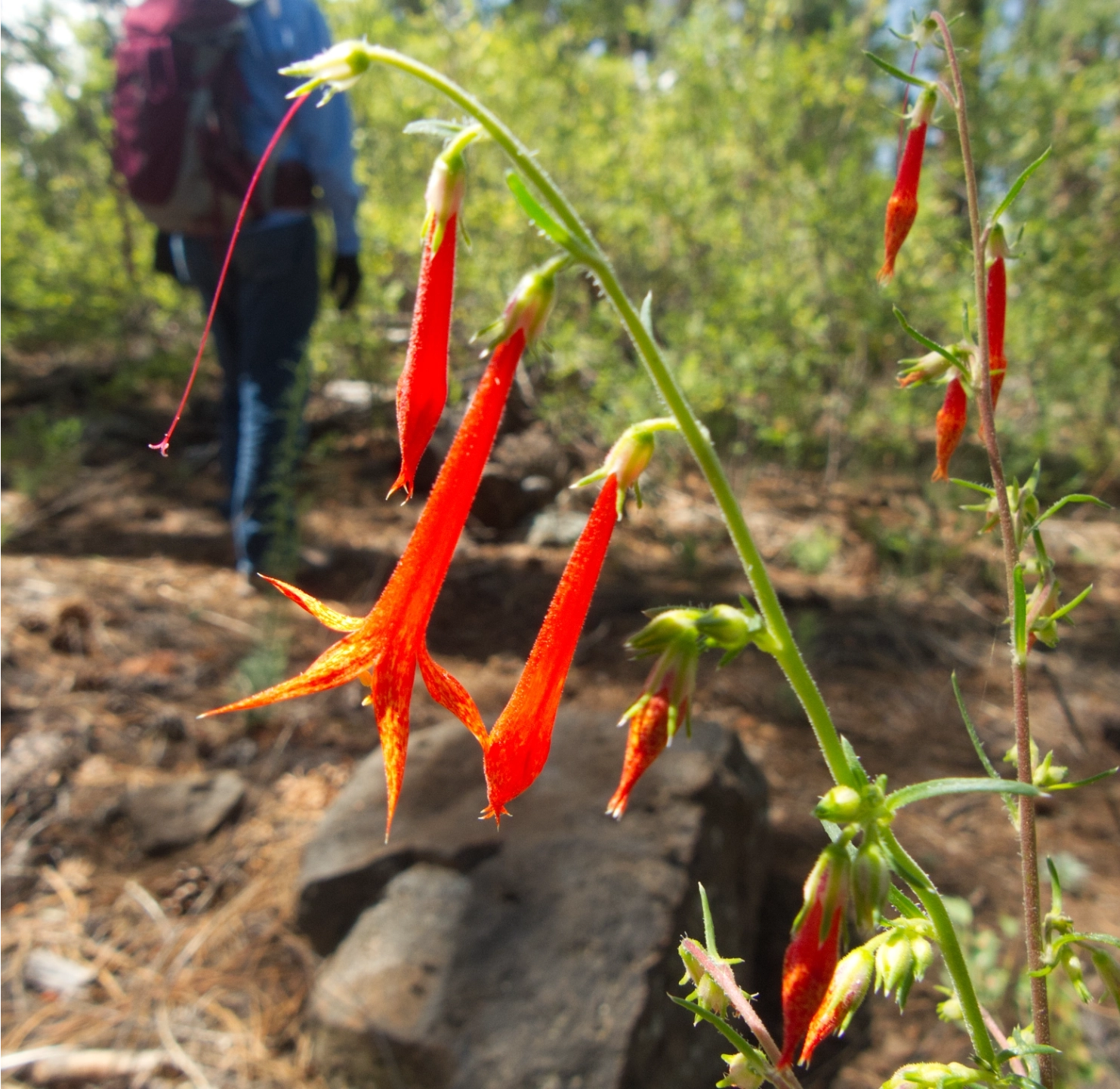scarlet gilia