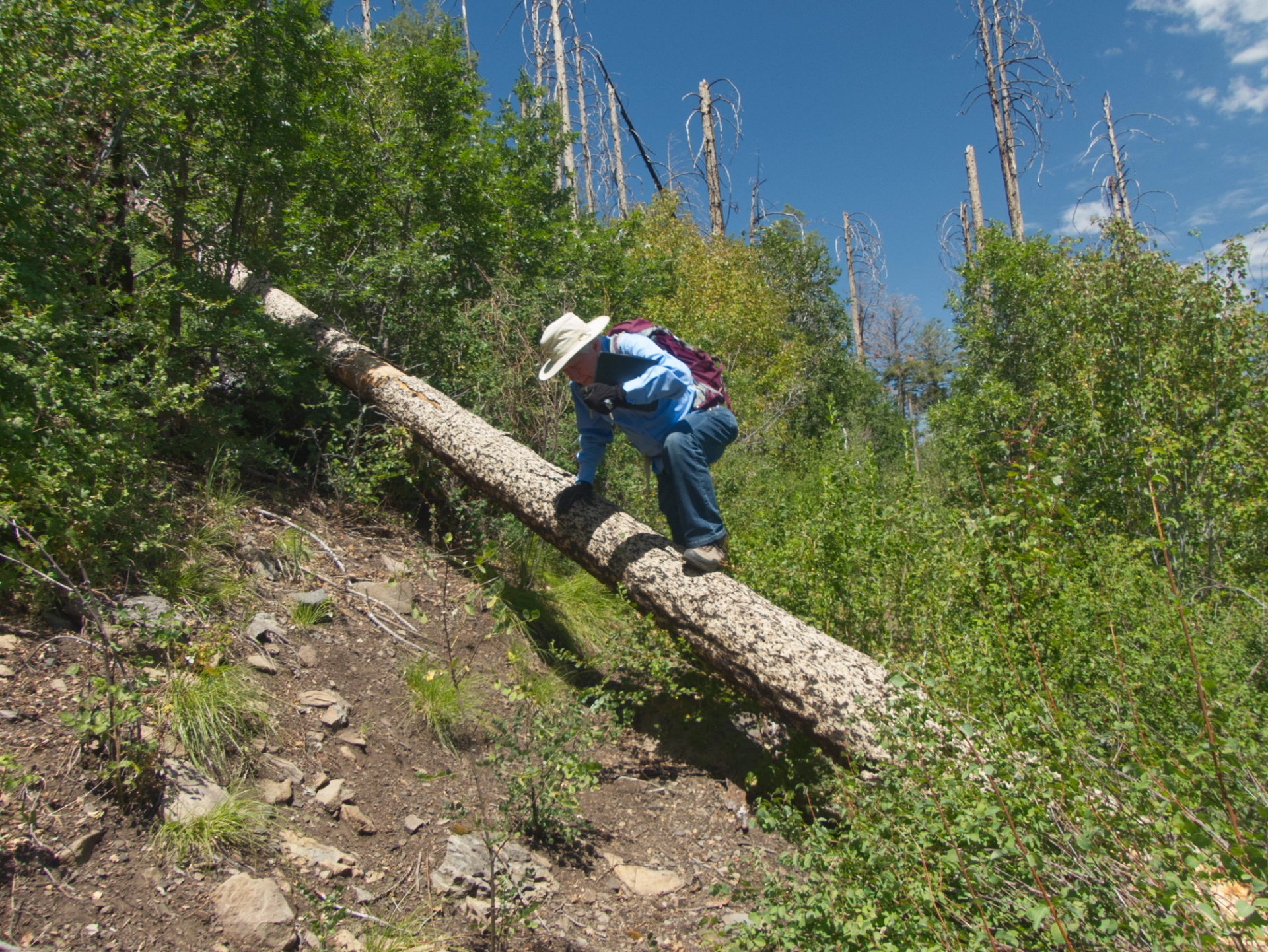 crawling over a downed log