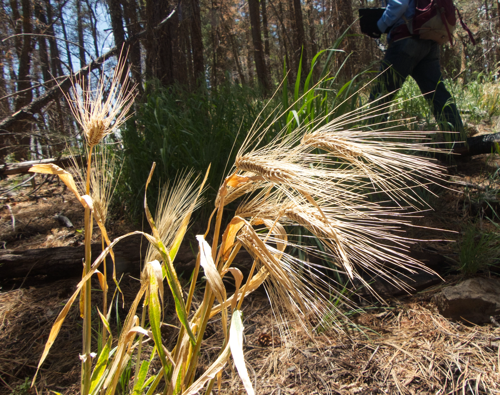 foxtail barley
