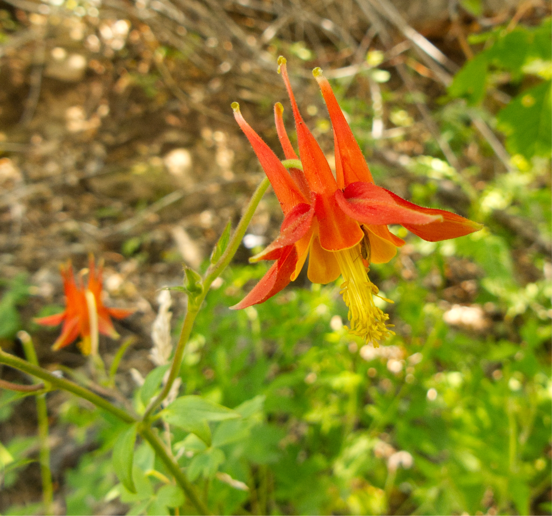 desert columbine