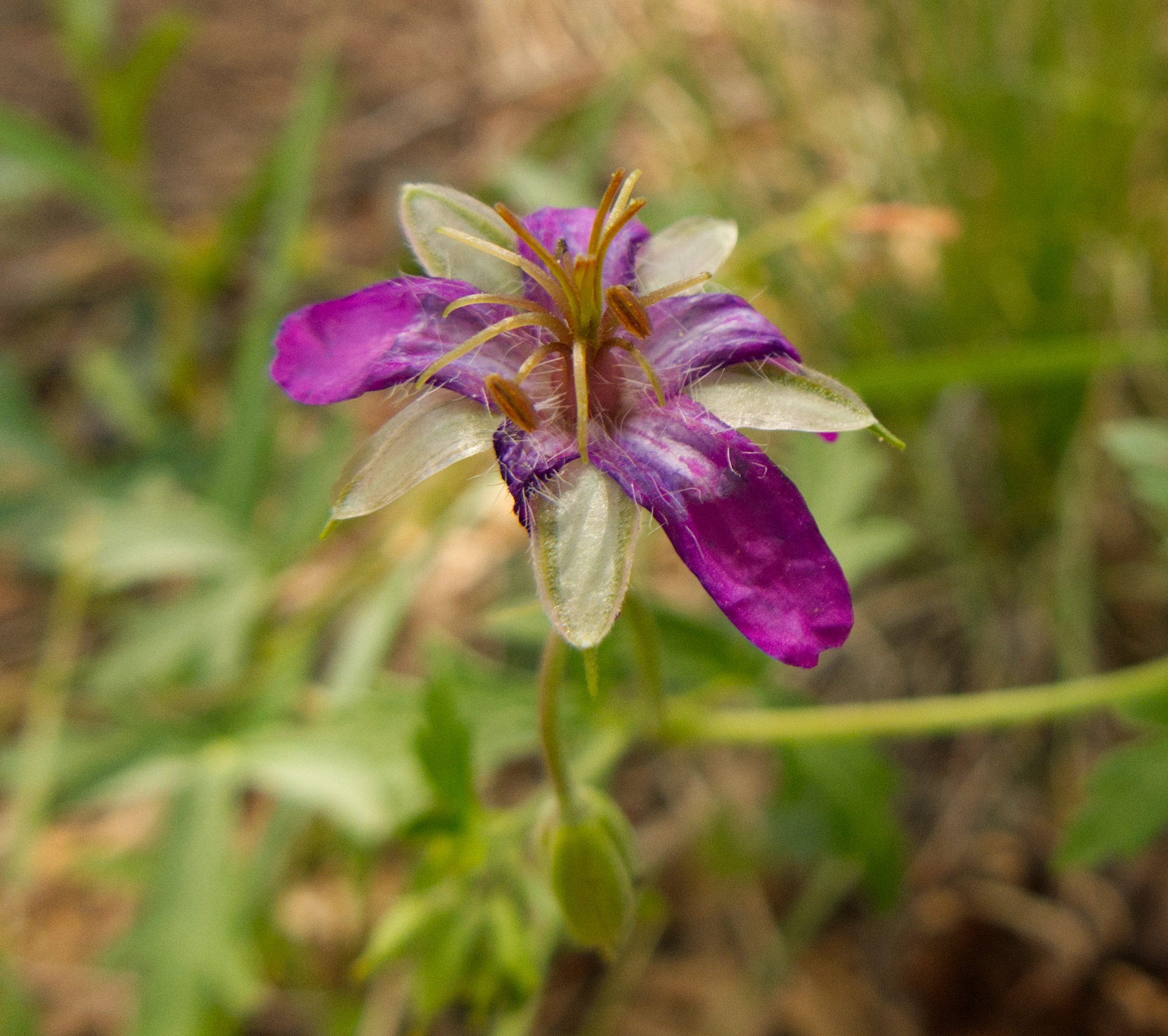 pinewoods geranium