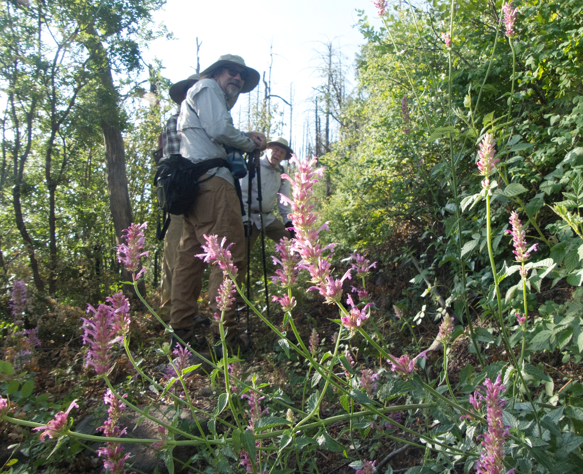 three hikers in a cluster of New Mexico giant hyssop