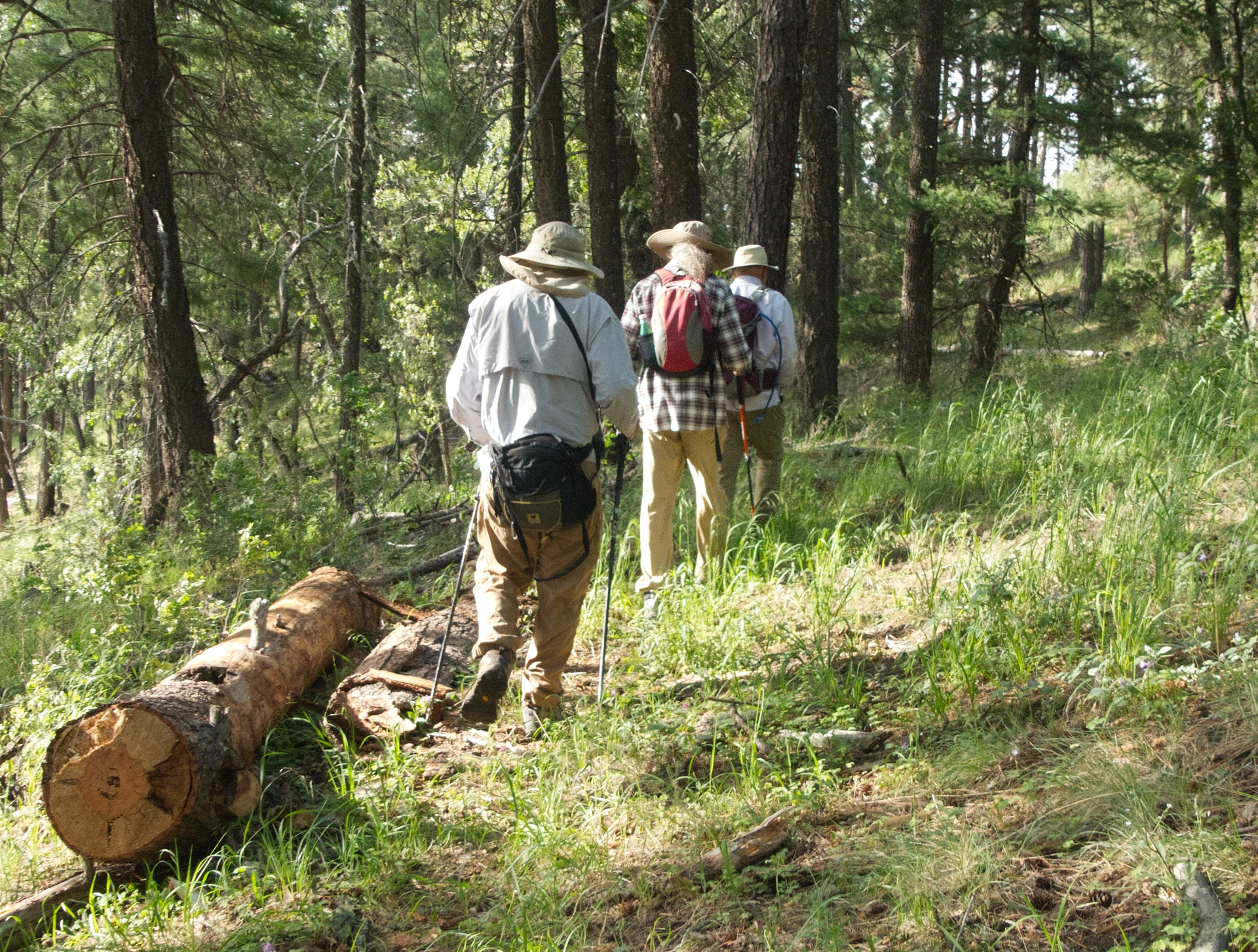 hikers passing by a recently cut log