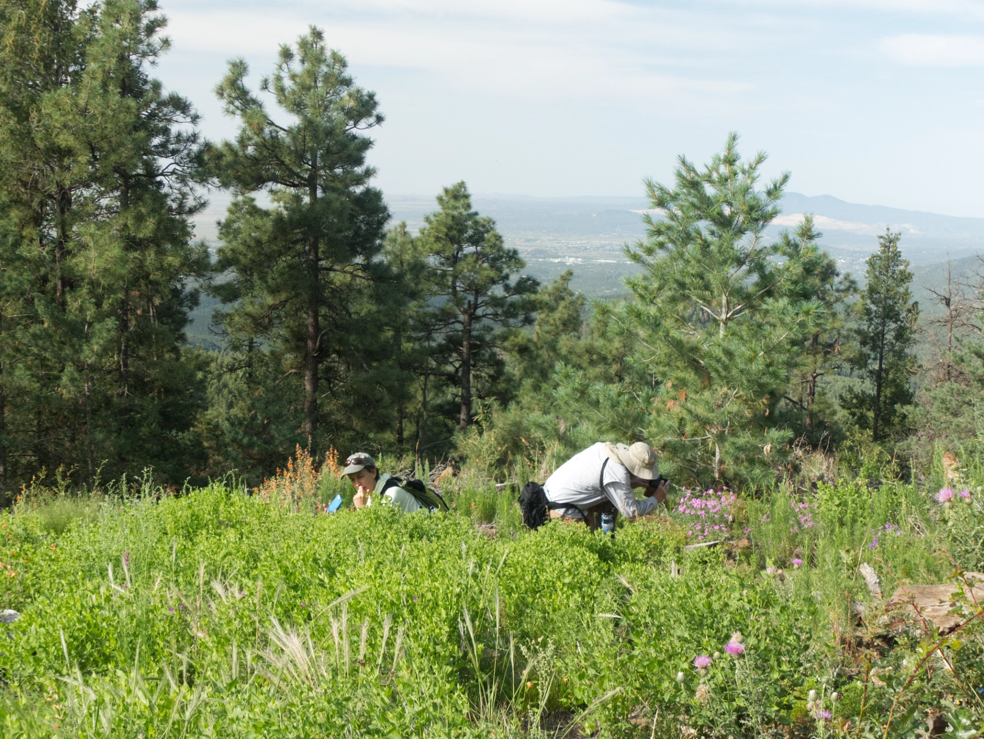 photographers angling for closeup in an open field of summer wildflowers