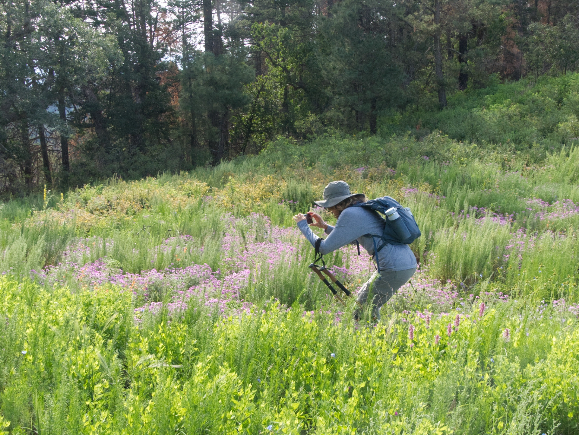 Janett crouching to photograph a field of false vervaine