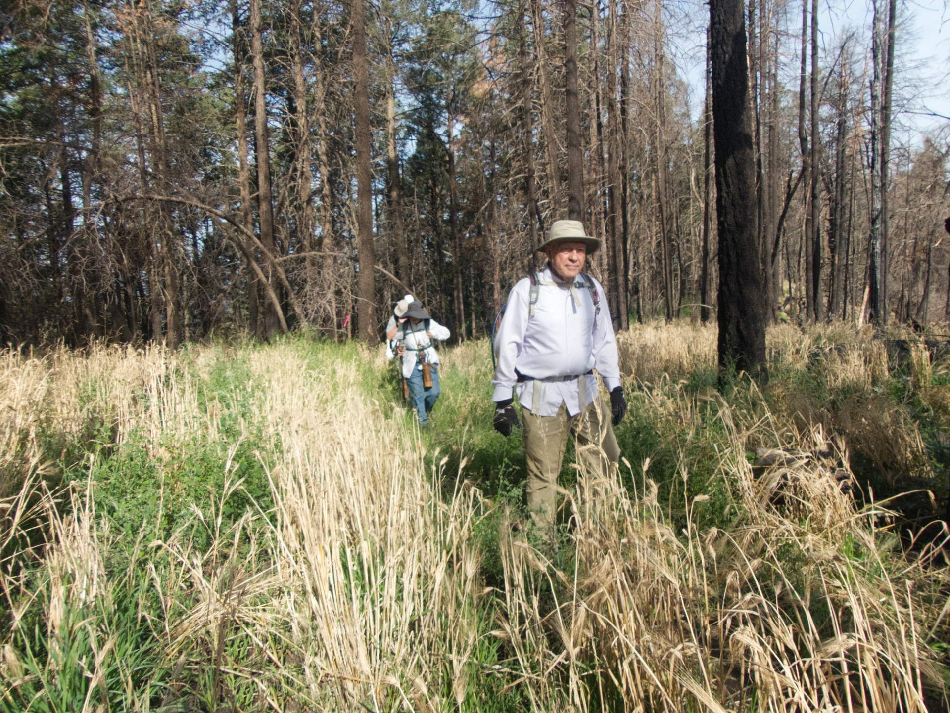 walking through dried foxtail barley