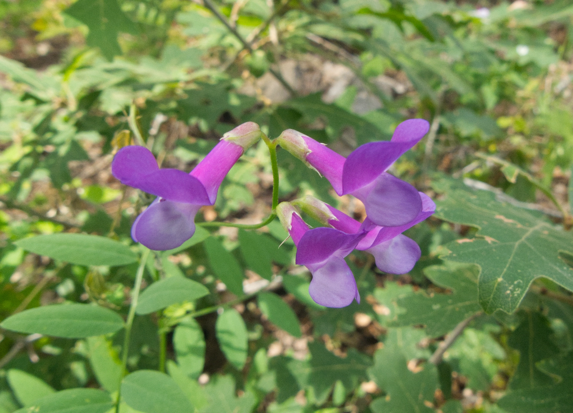 American vetch