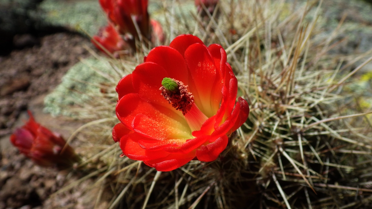 claret cup cactus