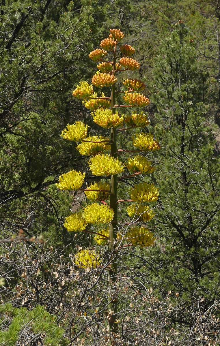 agave in bloom