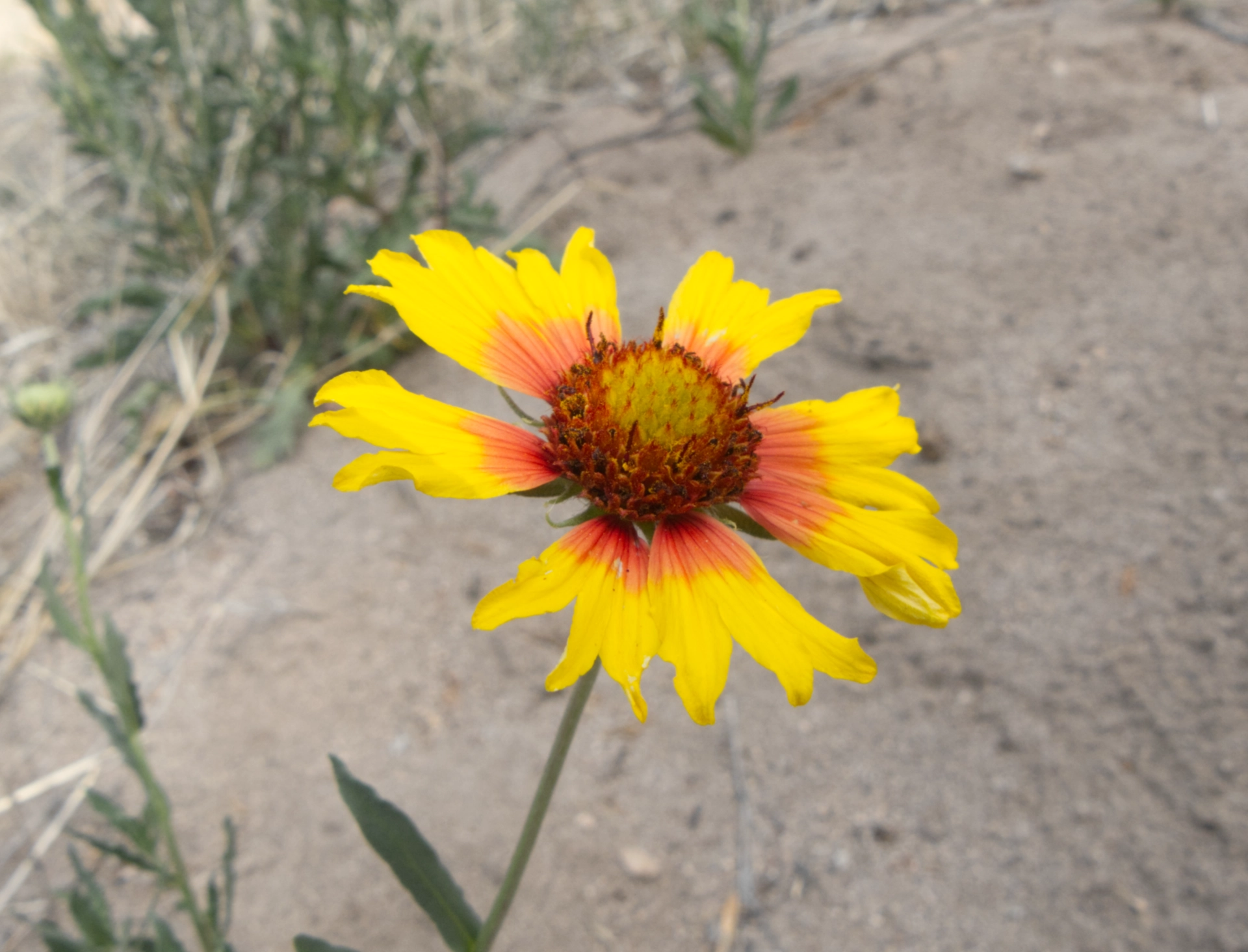 blanket flower