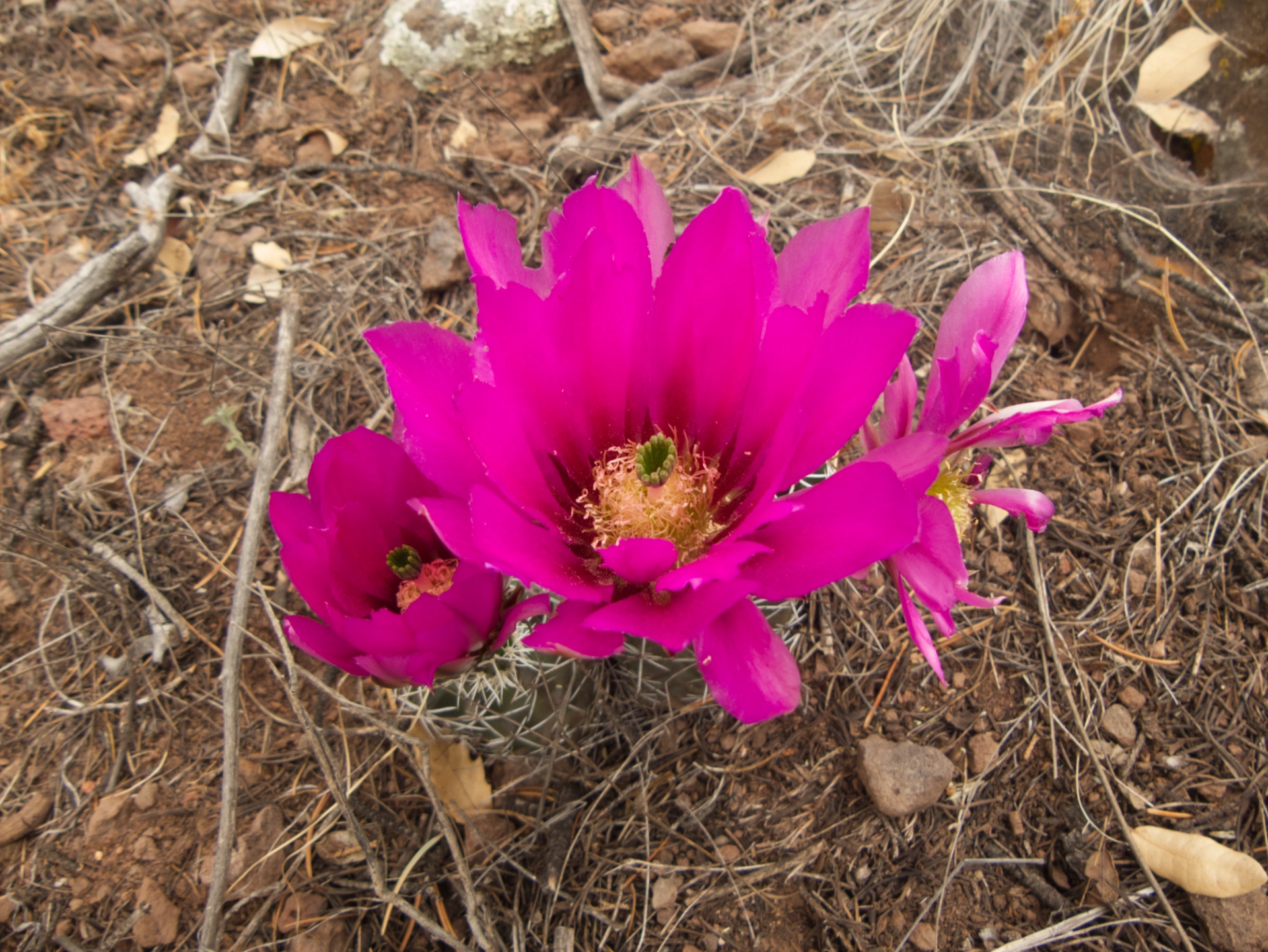 hedgehog cactus blossoms