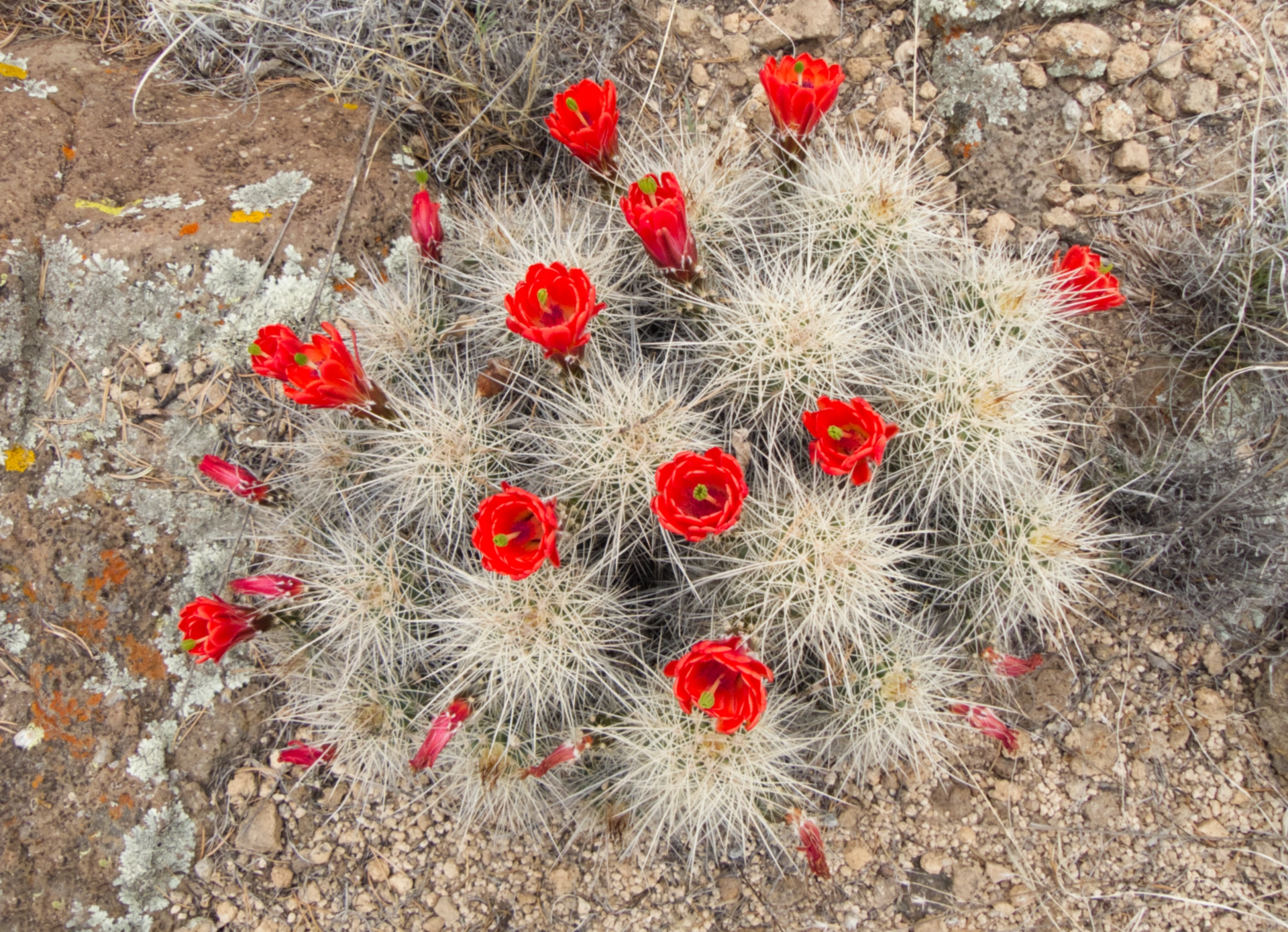 claret cup cactus