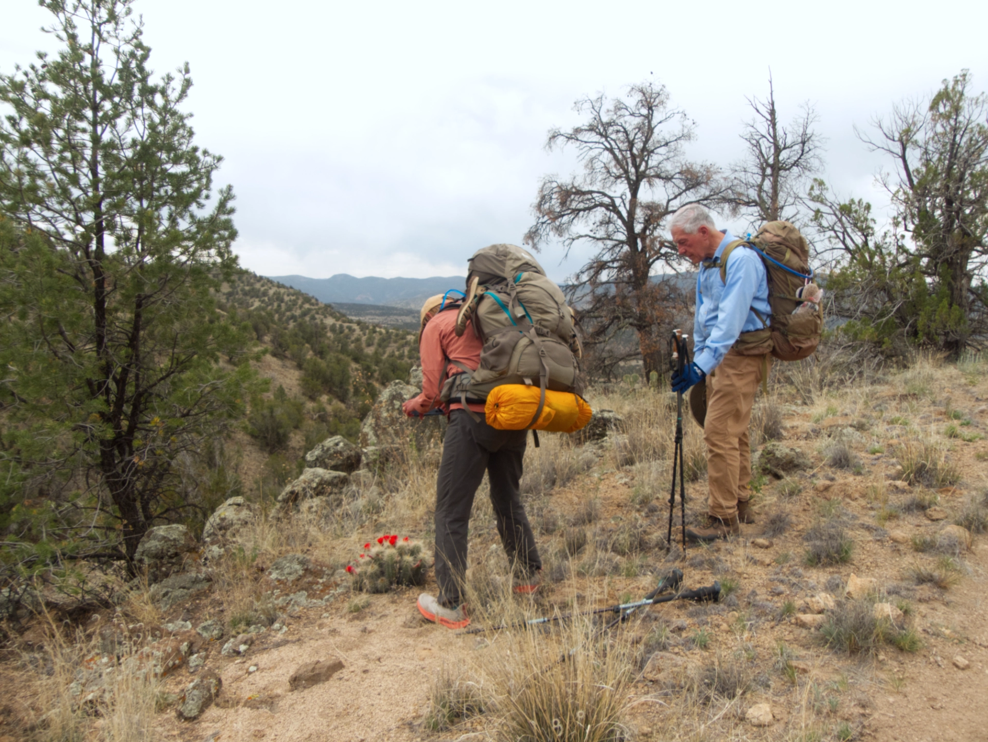 photographing claret cup cactus