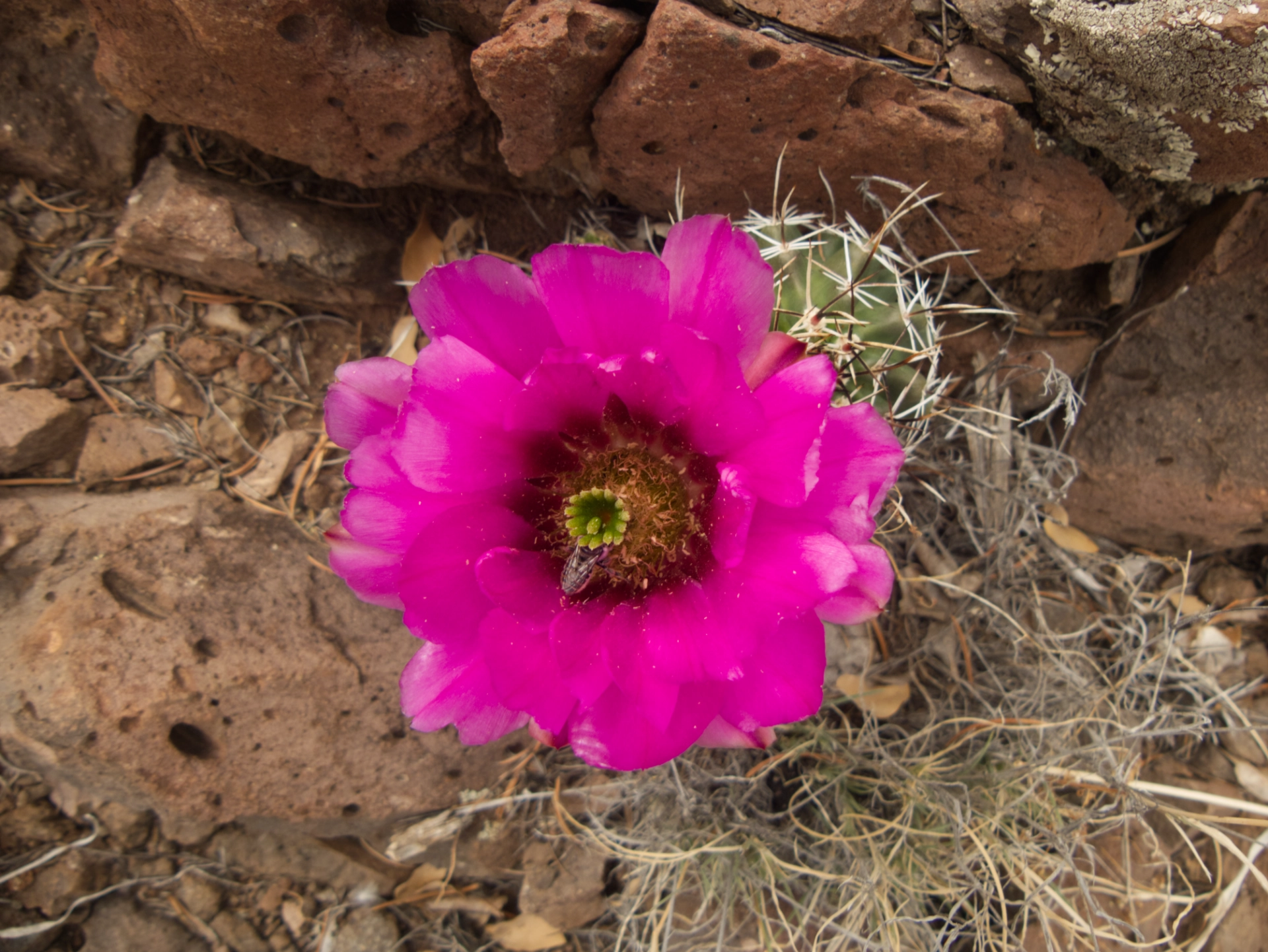 hedgehog cactus blossom with a bee