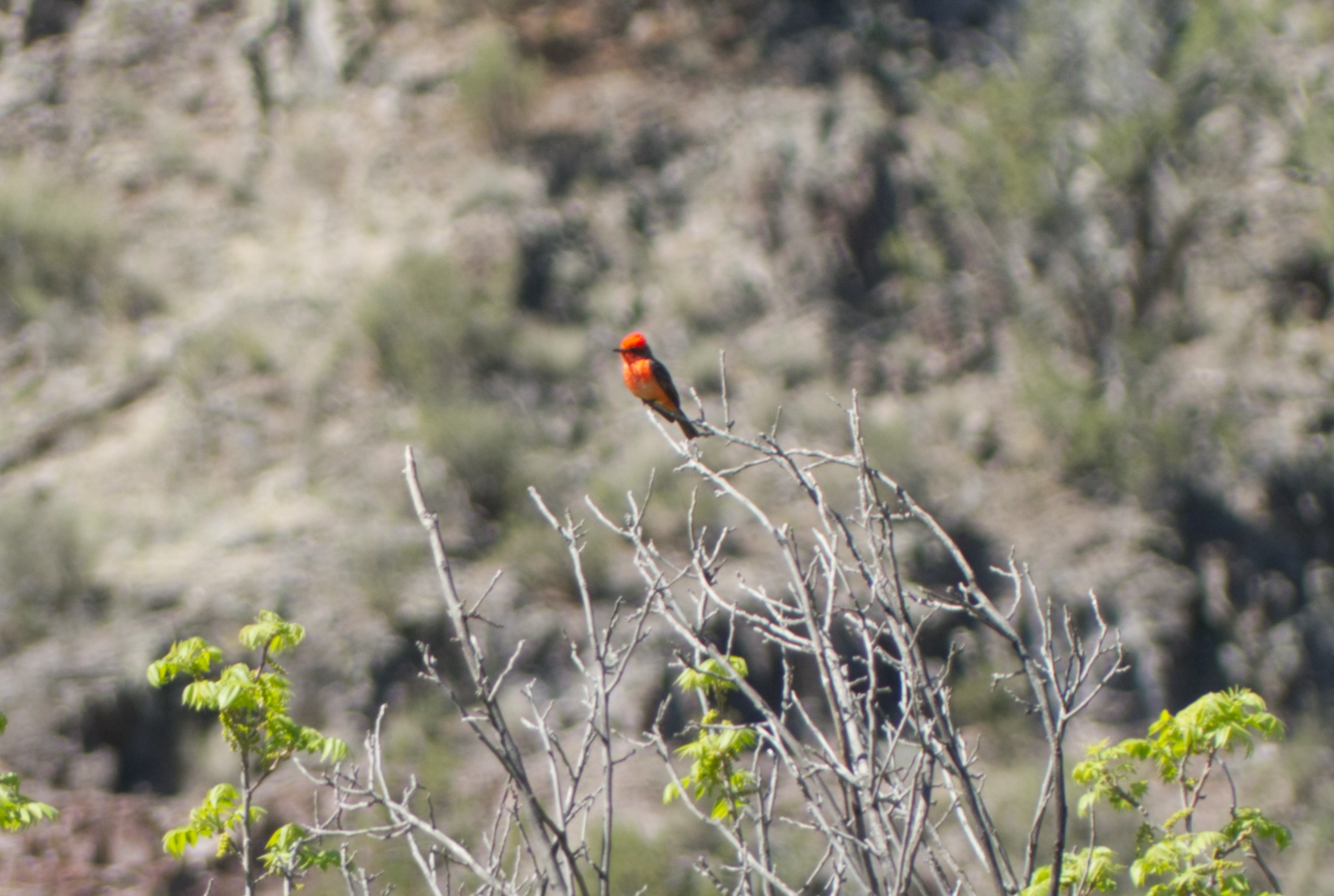 vermillion flycatcher