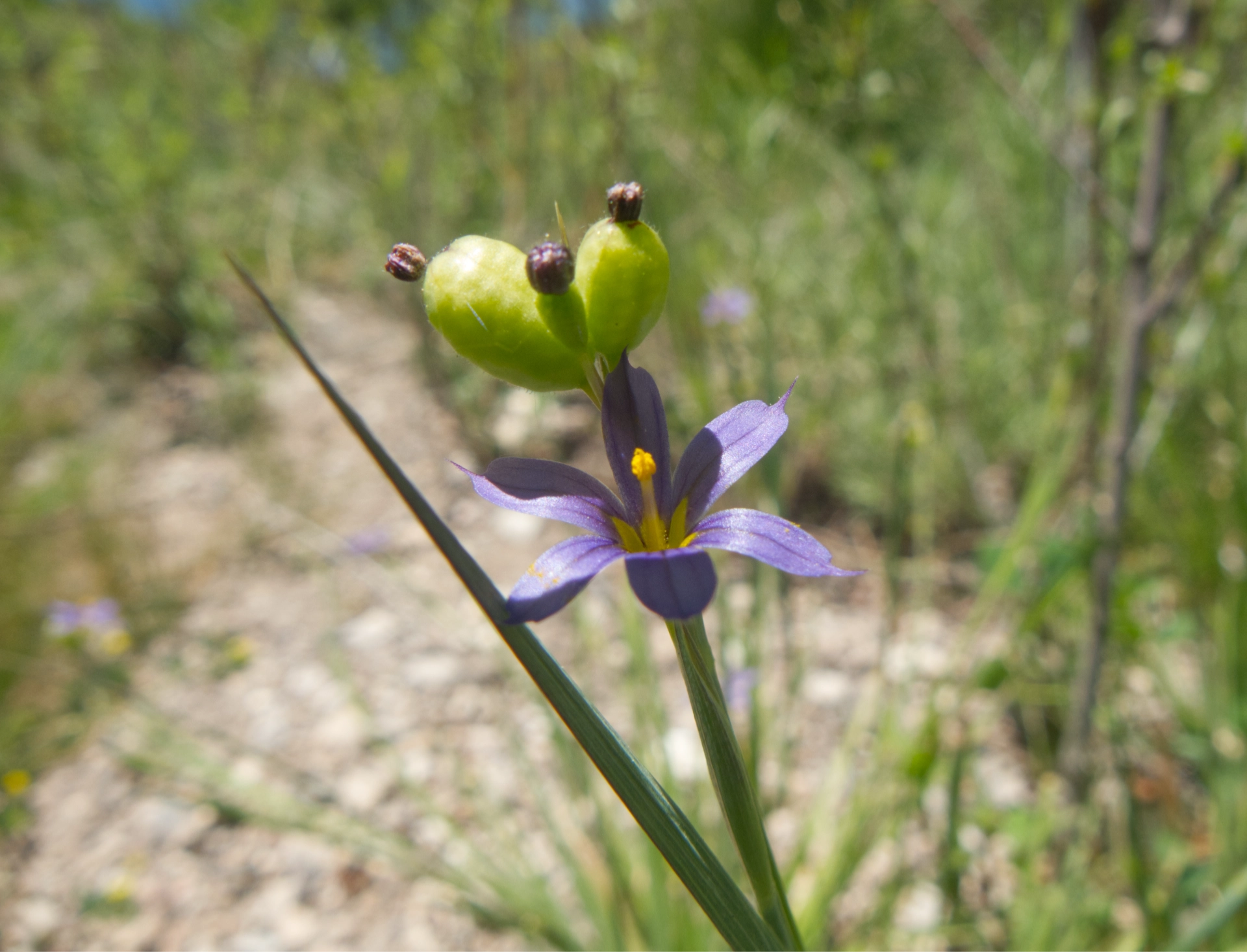 blue-eyed grass