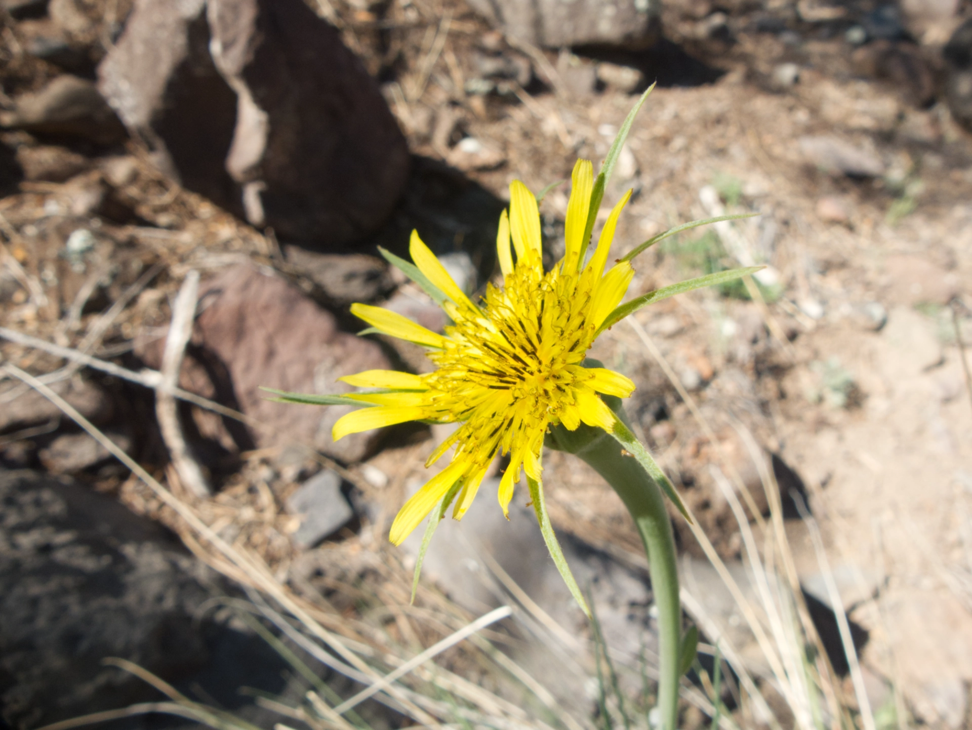 salsify