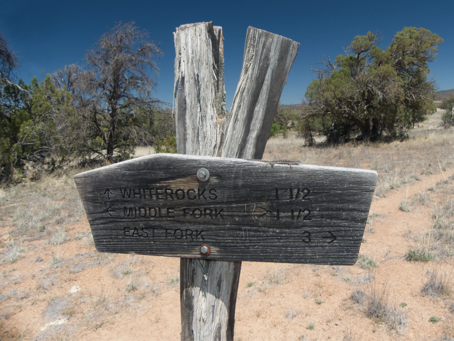 lizard sunning on the White Rocks trail sign
