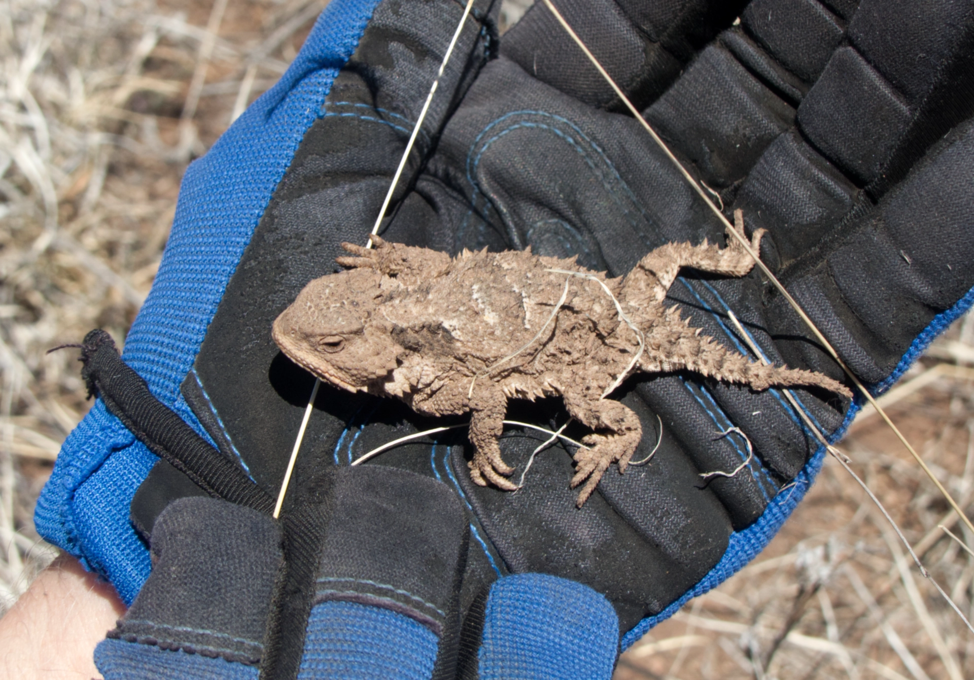 horned lizard on hiker's glove