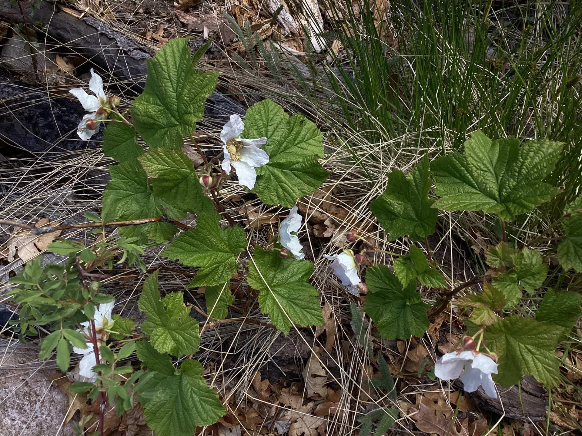 New Mexico raspberry