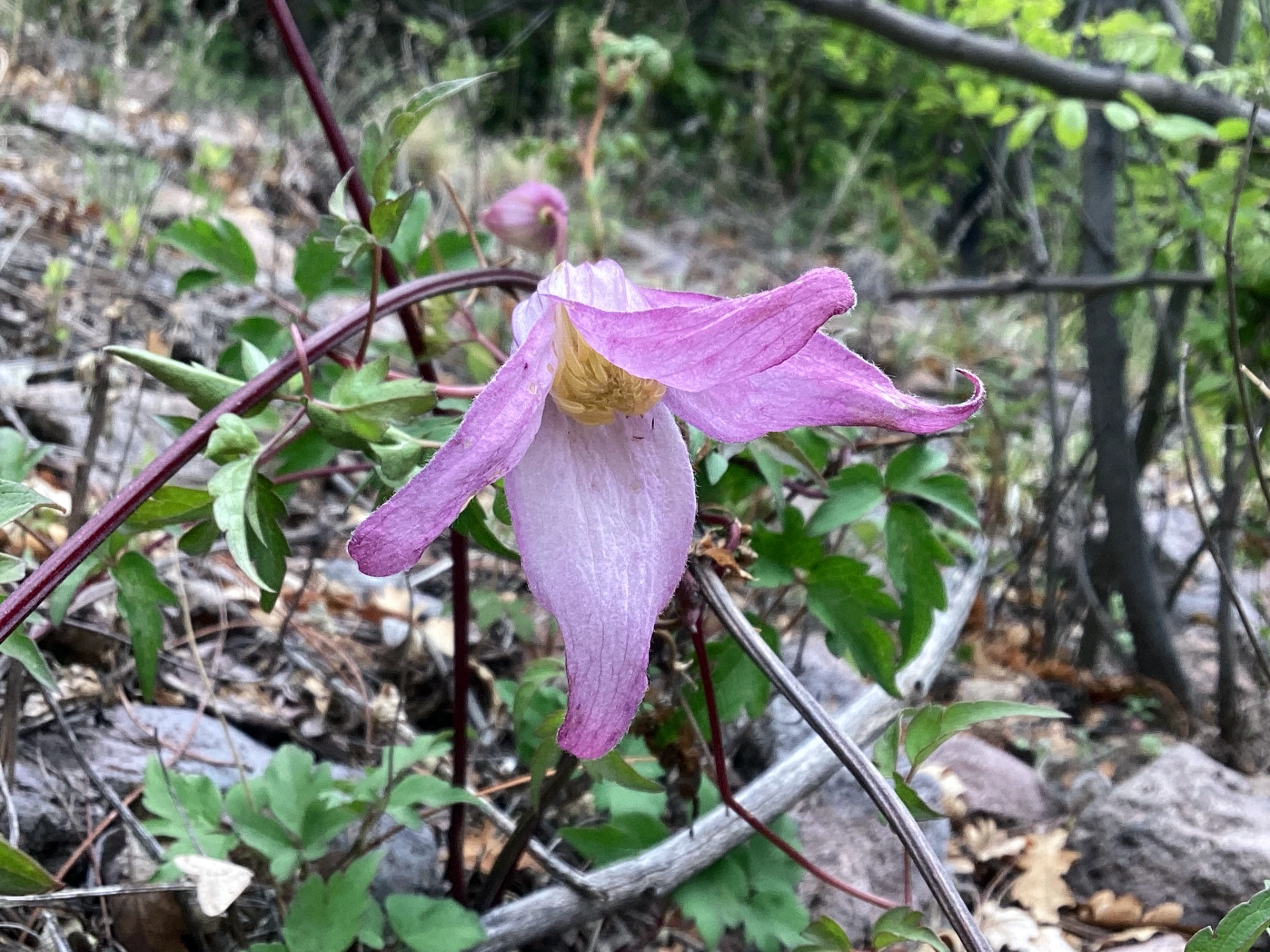 Columbia rock clematis