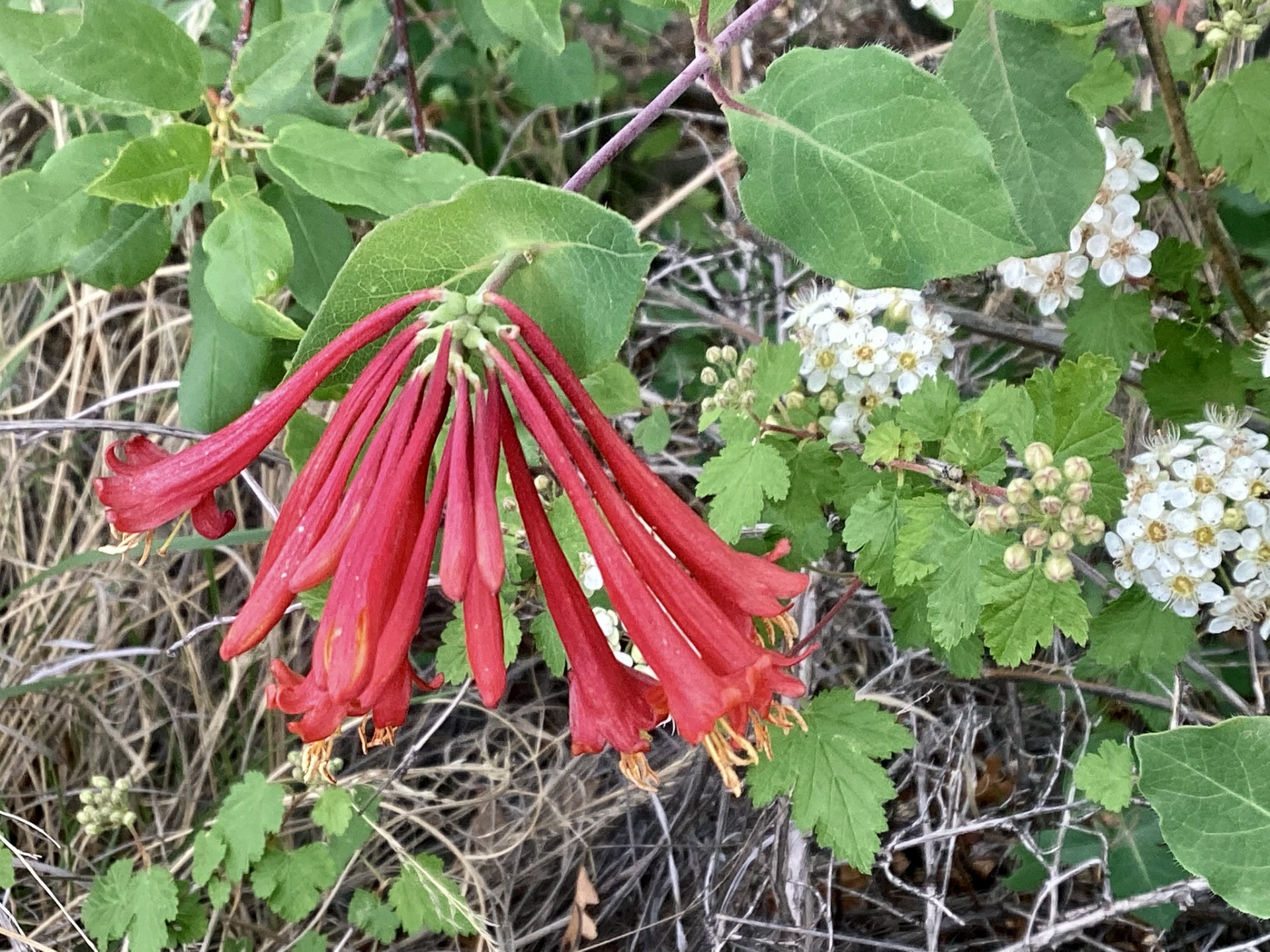Arizona honeysuckle