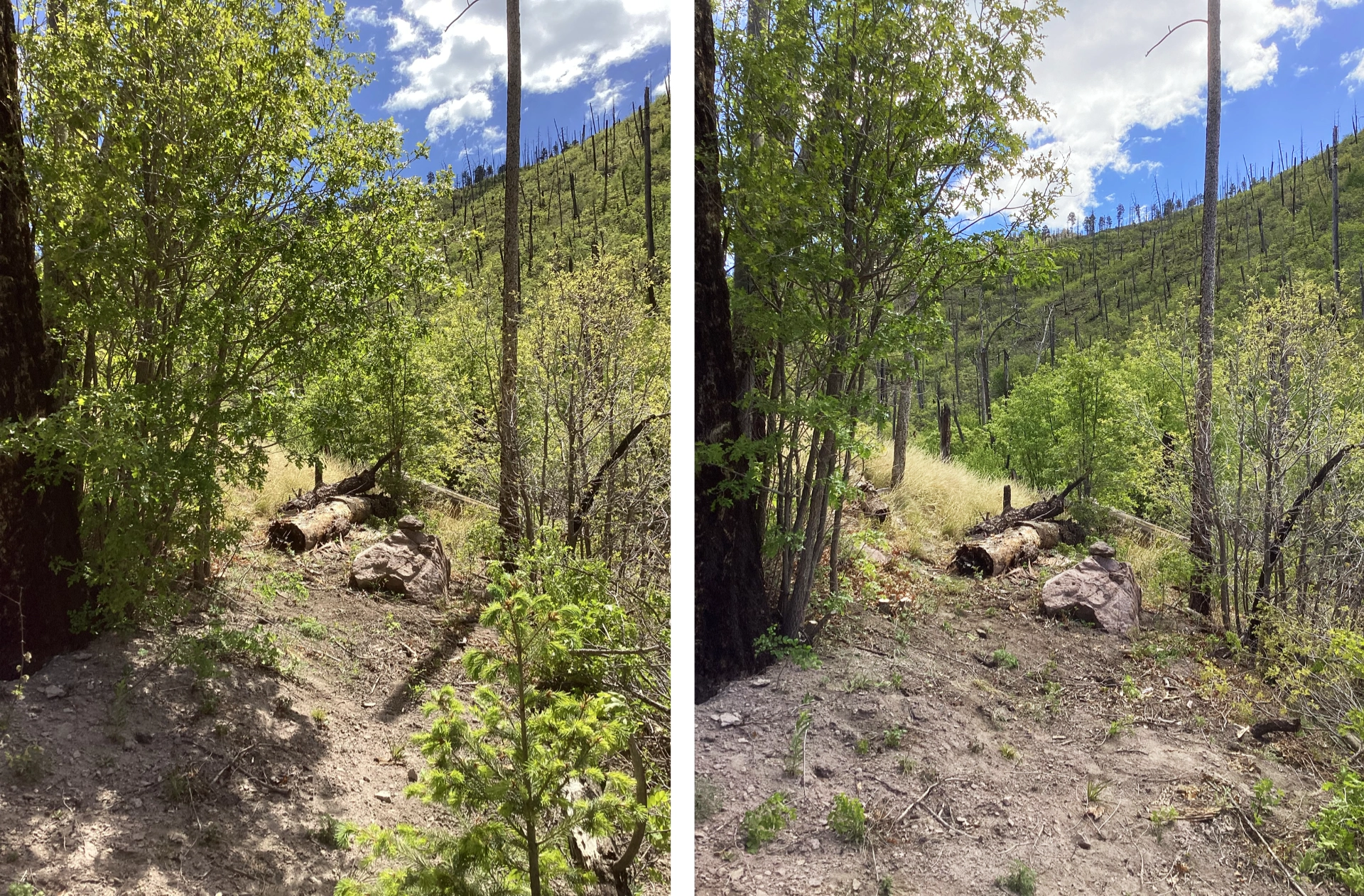 before and after trail work